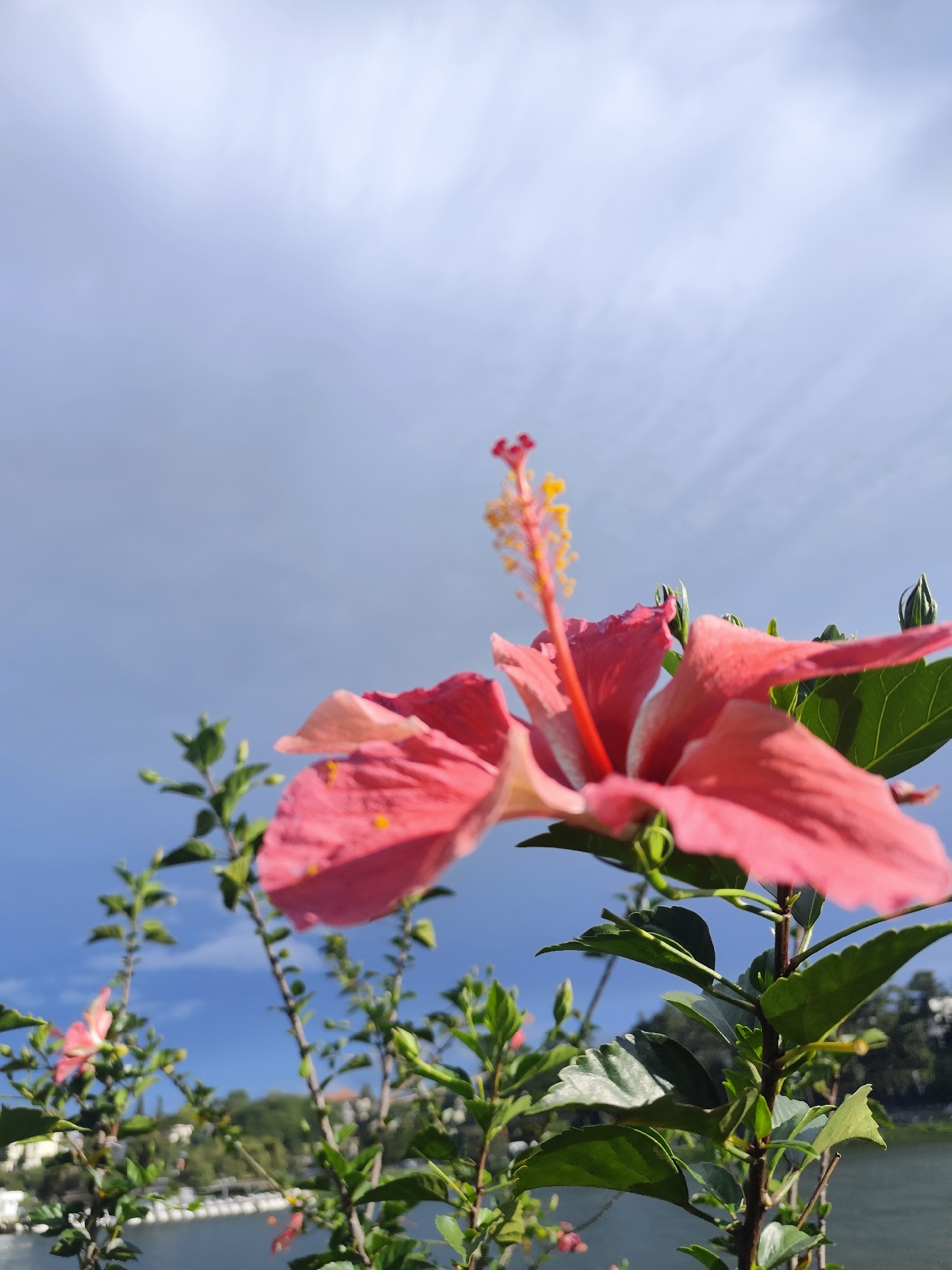 A close-up, low-angle shot captures a vibrant pink hibiscus flower in the foreground, its petals unfurling towards a partly cloudy sky. The flower's stamen, tipped with yellow pollen, extends upwards. Several green leaves and unopened buds surround the bloom. In the background, a body of water, possibly a lake or river, is visible, bordered by lush greenery and distant buildings, suggesting a scenic location. The overall setting appears to be in Da Lat, Vietnam, known for its natural beauty and floral attractions.