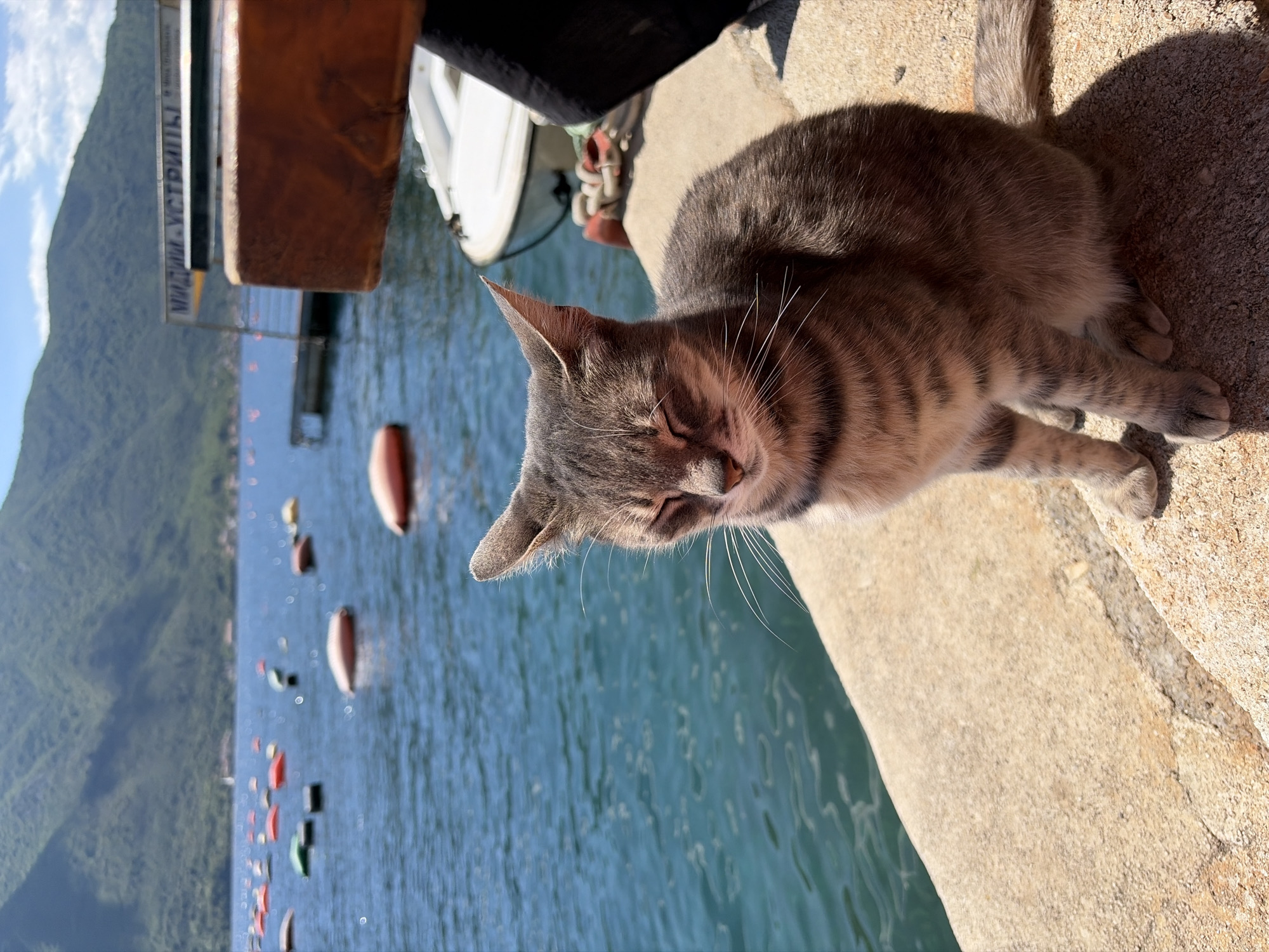 A cat with gray and brown striped fur sleeps on a concrete ledge beside the water. The water is blue and has numerous red, orange, and green buoys. In the background is a mountain range with blue sky and clouds. A boat with a wooden dock is visible on the left side of the frame. The location is Dražin Vrt, Montenegro.