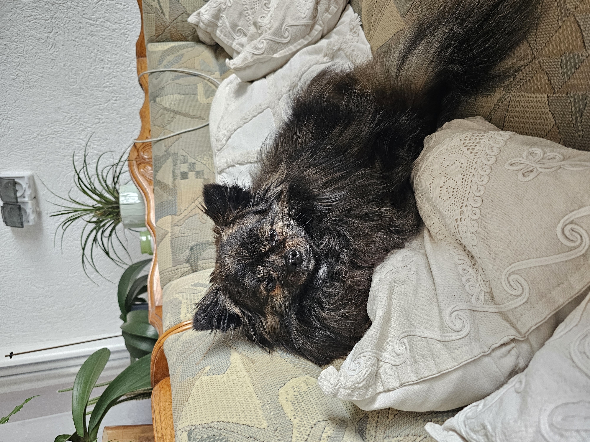 A black and tan long-haired dog lies on a patterned sofa, nestled among three white decorative pillows. The sofa is positioned in a room with a white wall and baseboard visible in the lower left. A plant is next to the sofa. The location is Krasnovo, Bulgaria.