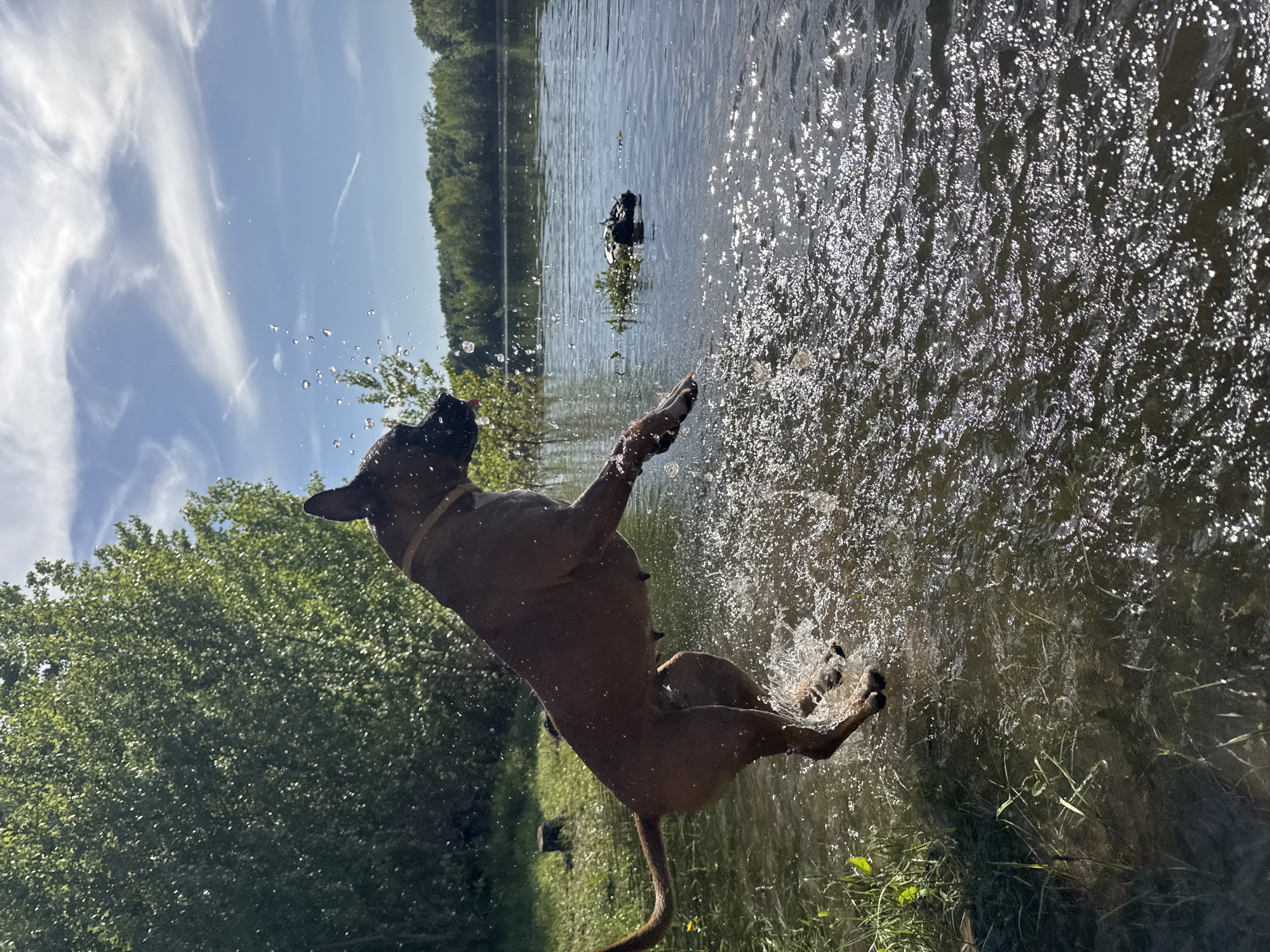A brown dog is dynamically captured mid-jump in a body of water, possibly a lake or river, near the city of Chaikovsky, Russia. The dog's body is twisted mid-air, with splashes of water emanating from its movement. Sunlight glints off the water's surface, creating a sparkling effect. In the background, trees line the opposite shore of the water body. Another, darker object, possibly another dog or a piece of debris, is visible floating further out in the water. The sky above is blue with wispy clouds. The angle of the photograph suggests it was taken from a low vantage point, near the water's edge. Green grass is visible at the bottom of the frame.