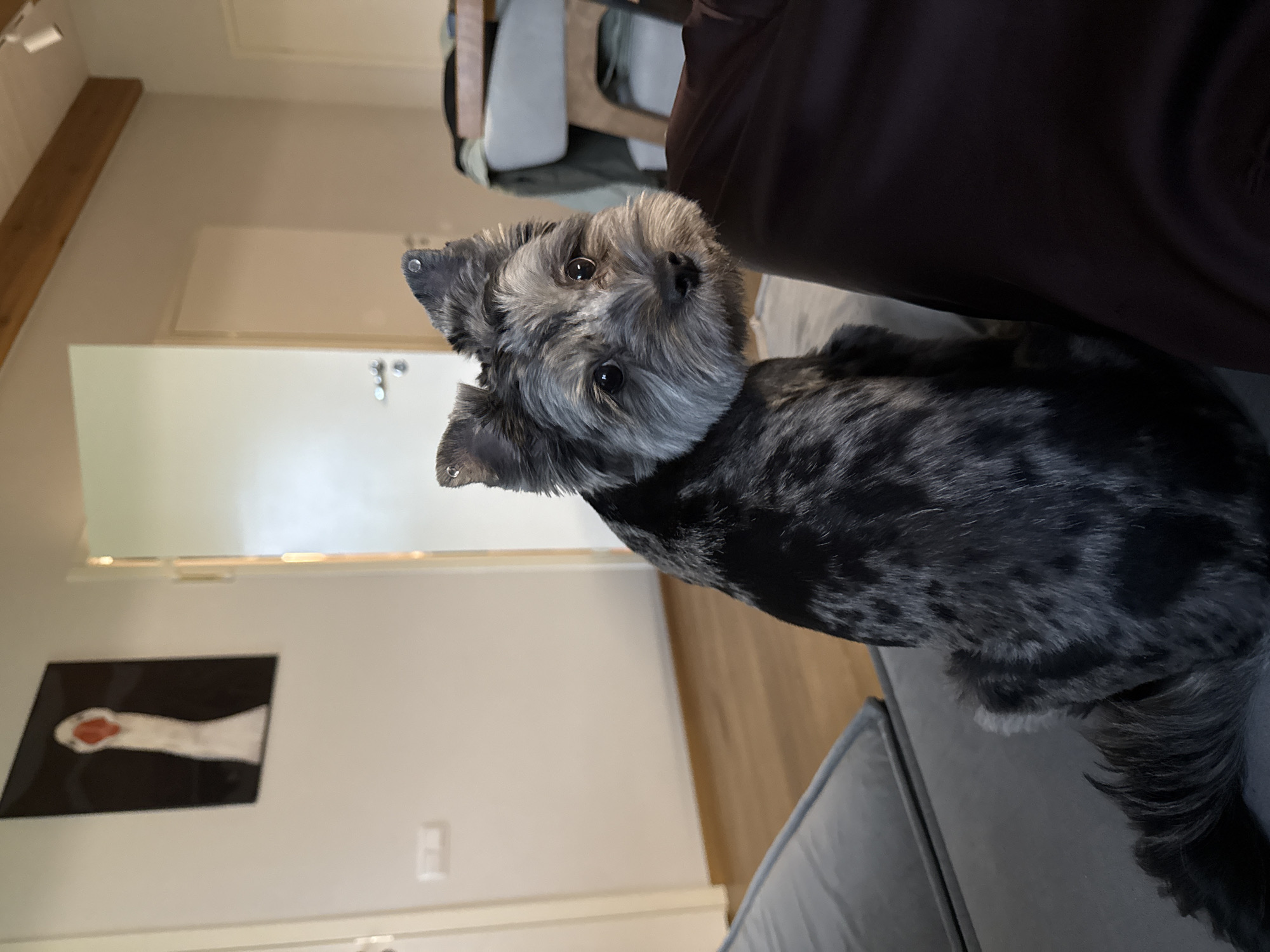 A small dog with grey and black fur and perky ears is sitting on a grey couch, looking at the camera. The dog is in the foreground, with its body angled away from the viewer, but its head turned to face the camera. The background shows a wall with a framed picture of a goose, two doors, and a ceiling with wooden beams. The scene appears to be indoors, likely in a residential setting. There is no visible indication of the dog's location in Chaikovsky, Russia.
