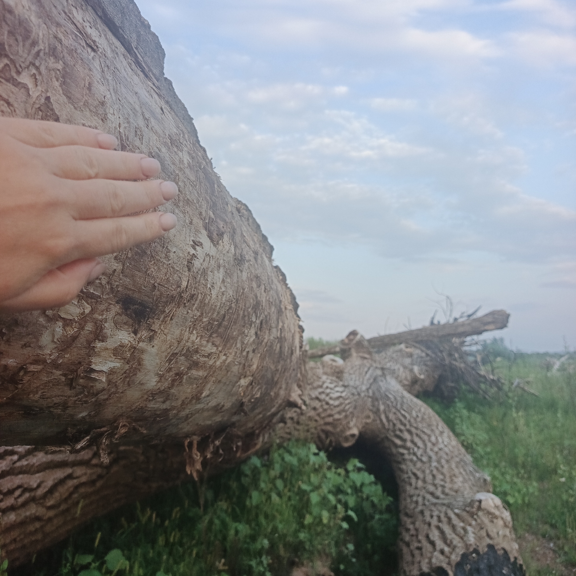 A human hand with neatly manicured nails rests on the rough, textured bark of a fallen tree trunk in a rural, outdoor setting. The tree is massive, with visible cracks and deep grooves in its surface. Another section of the tree lies in the background, showing a different pattern of bark. The ground is covered in green grass and some low-lying foliage. In the distance, more fallen trees and vegetation are visible, suggesting a wooded or cleared area. The sky above is pale blue with scattered white clouds, indicating it is daytime, likely late afternoon or early morning due to the soft light. The overall impression is one of natural decay and the juxtaposition of human touch against the scale and texture of nature.