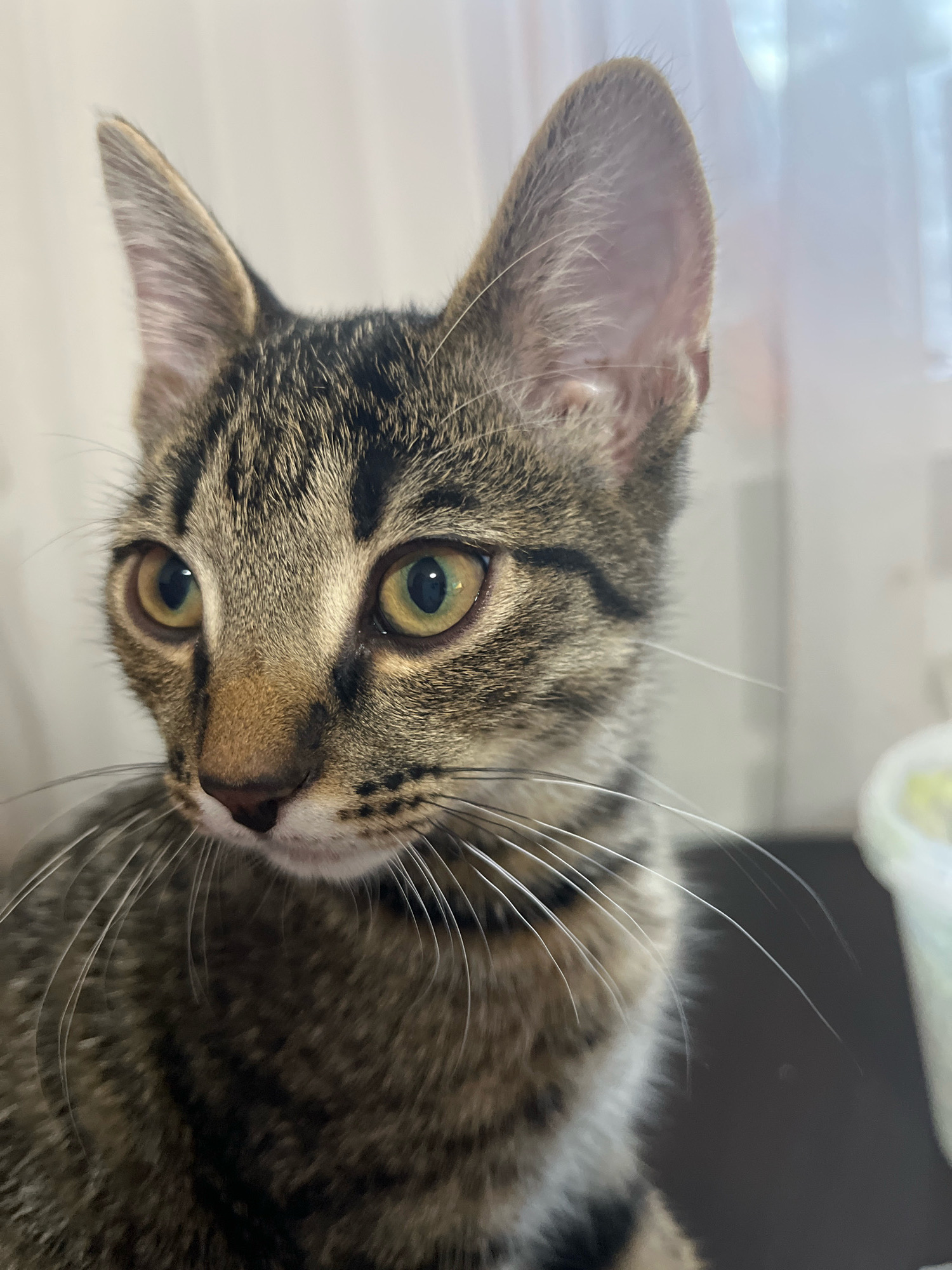 The image is a close-up, eye-level shot of a young tabby cat. The cat's fur is a mix of brown, black, and tan stripes. Its eyes are large and a greenish-yellow color. The cat is looking to its left, with its ears perked up. The background is blurred and appears to be an indoor setting with a window and a white curtain. There is no information about the location in Abakan, Russia, within the image.