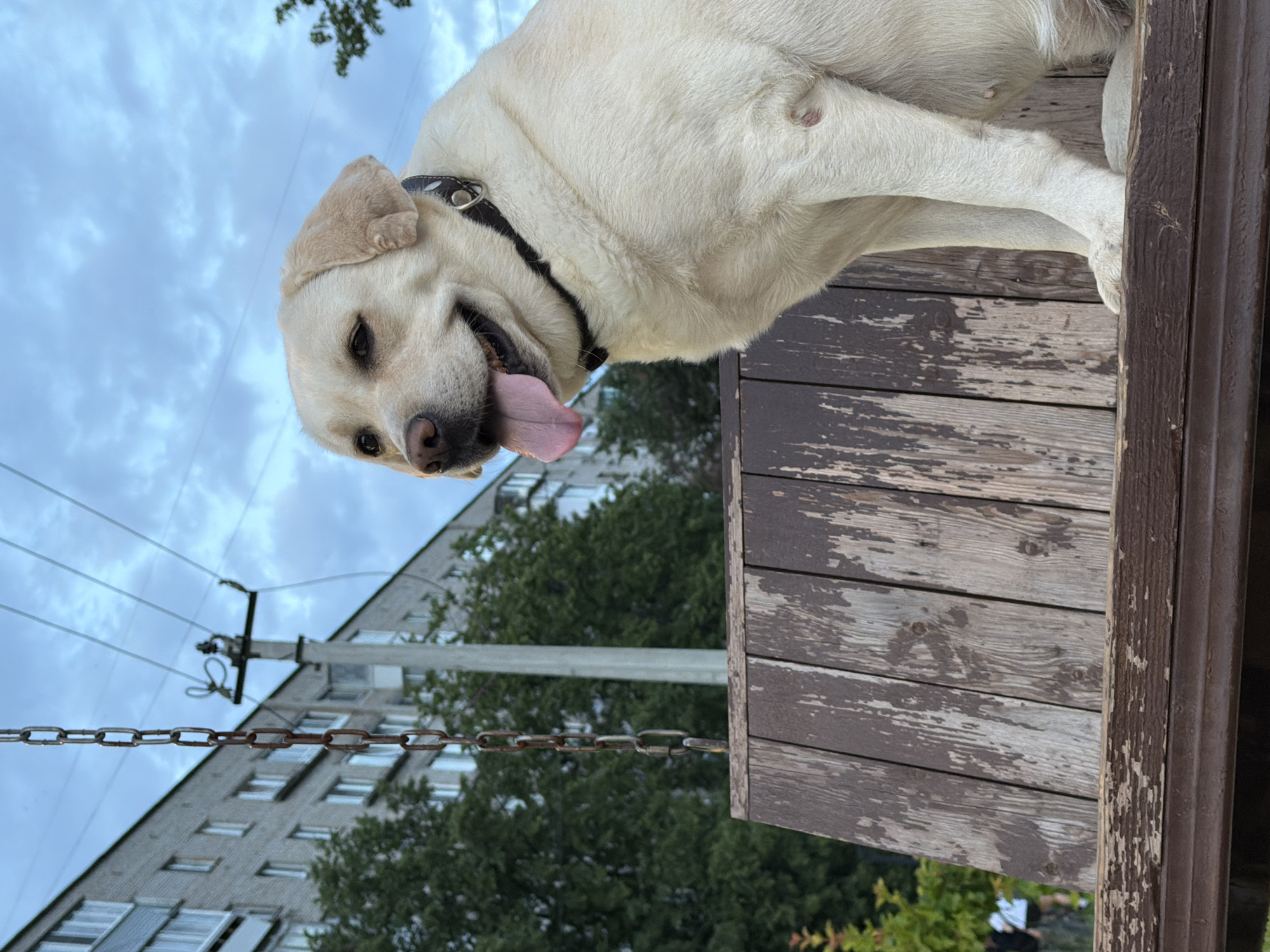 A light-colored Labrador Retriever sits on a weathered wooden bench in an outdoor setting. The dog is facing to the right, with its tongue hanging out and mouth slightly open. It wears a black collar with a metal buckle. Behind the dog, a chain hangs from above, a utility pole with wires is visible, and a multi-story building with numerous windows stands against a cloudy sky. Green trees are situated between the bench and the building. The foreground of the image is dominated by the bench, which appears to be made of dark brown, distressed wood.
