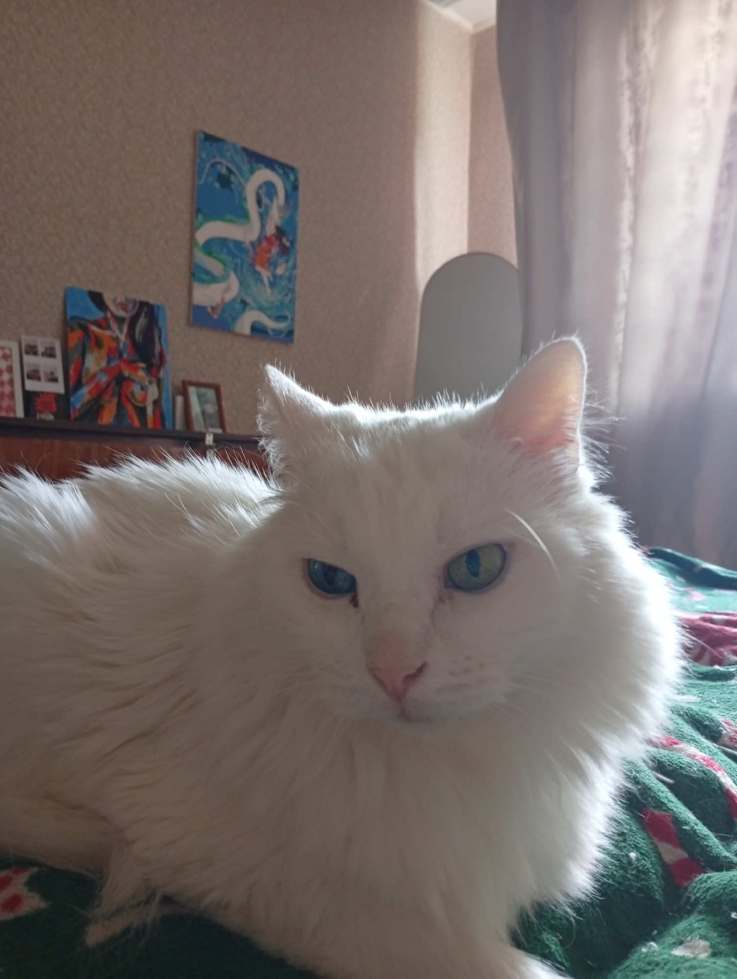 A white long-haired cat with heterochromia (one blue eye, one green eye) is lying on a green and red blanket. Behind the cat, there is a light brown wall with two paintings hanging on it. There is a wooden dresser below the paintings. A white curtain is to the right of the cat. The room appears to be indoors. This scene could be located in Naberezhnye Chelny, Russia, but there is no information in the image to confirm the location.