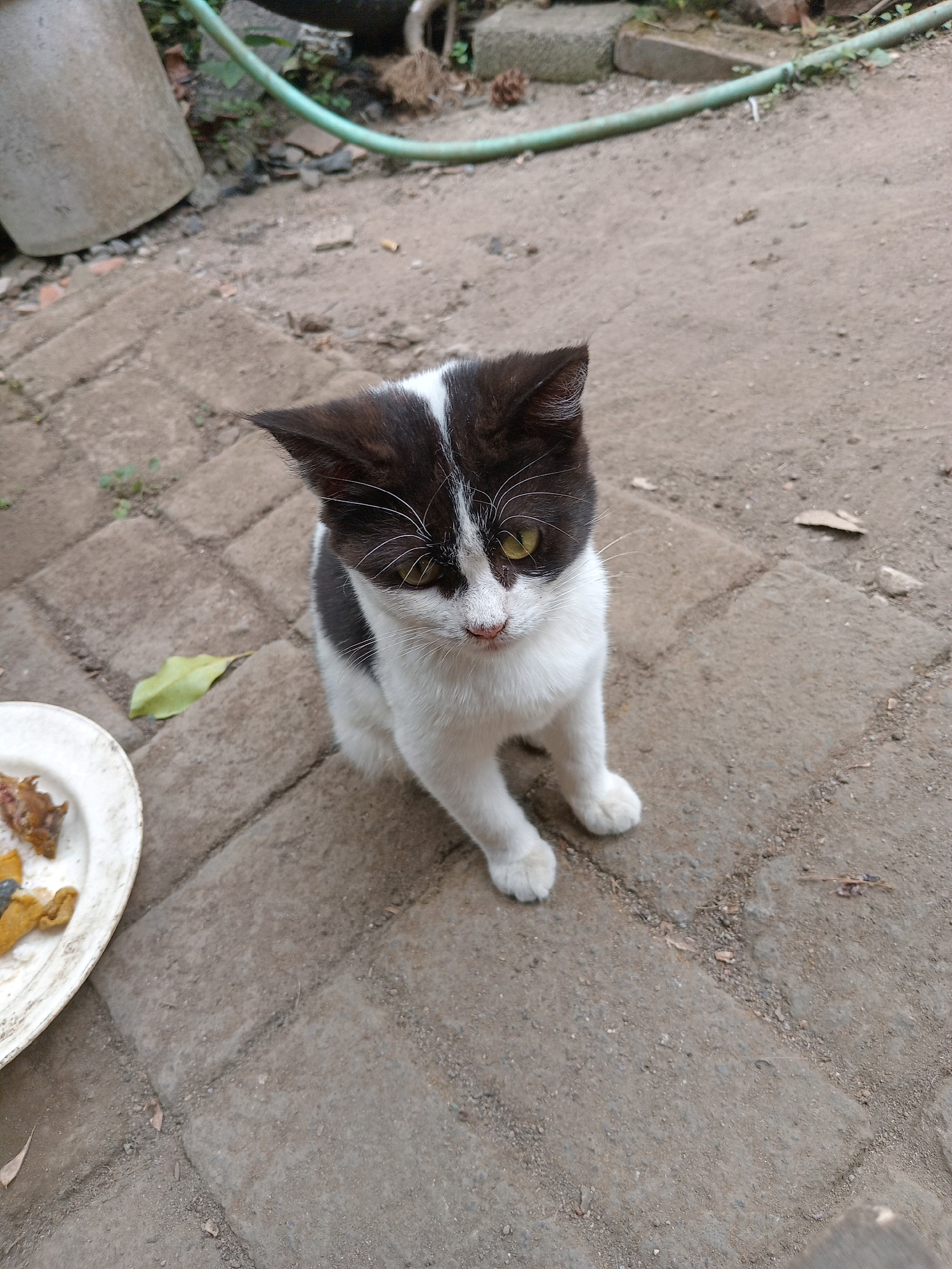 A black and white cat with yellow eyes is sitting on a paved surface near a white plate with food scraps. The cat is facing the camera, with its front paws slightly apart. The environment appears to be an outdoor area, possibly a yard or alley, with dirt, concrete, and some vegetation visible. A green hose is present in the background, as well as a large grey cylindrical object. The image is taken from a high angle, looking down at the cat. The location is identified as Claket, Indonesia.