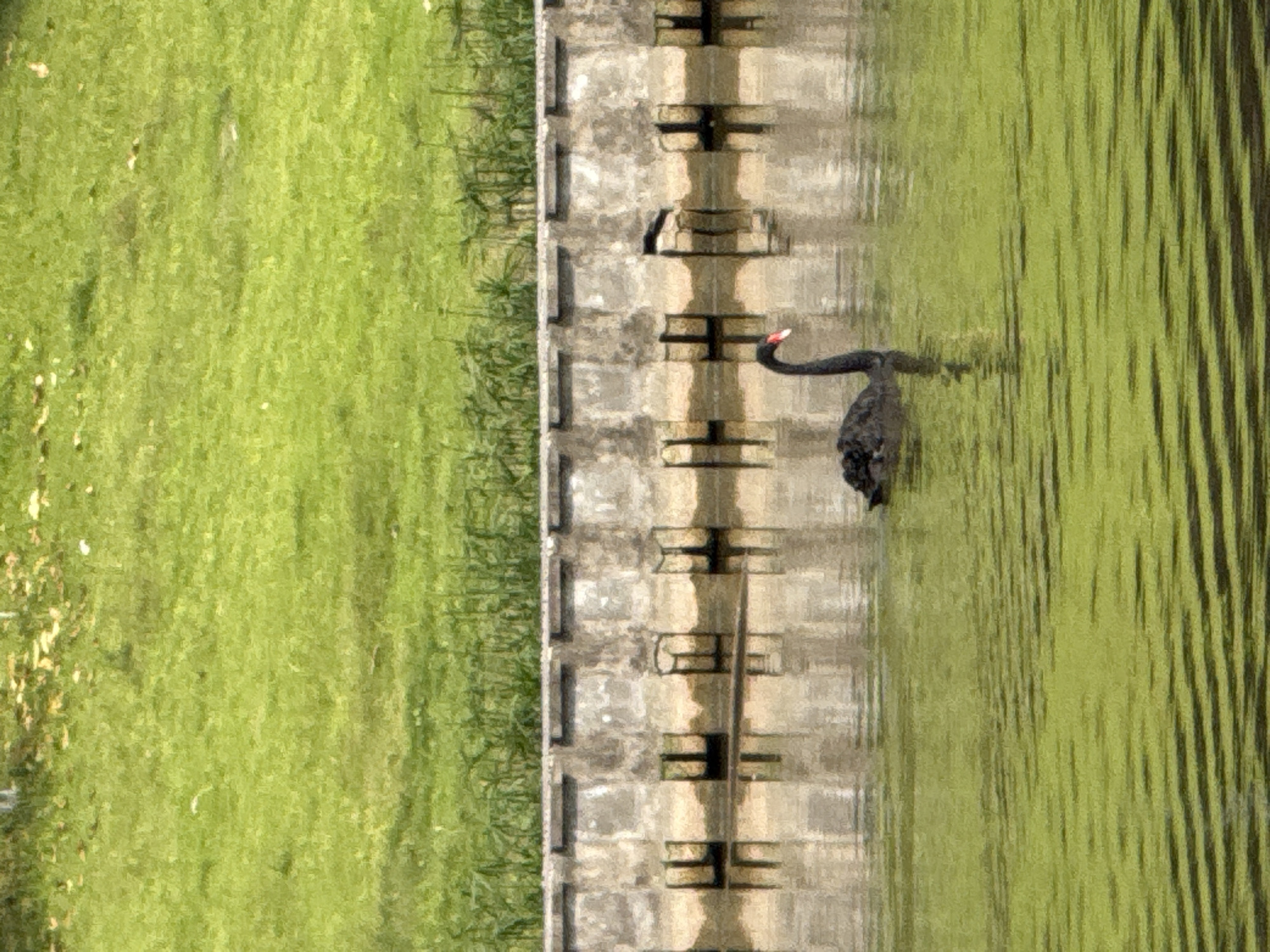 The image shows a black swan swimming in a body of water alongside a concrete embankment. The water appears slightly murky and green, with vertical streaks suggesting ripples or movement. On the left side of the embankment is a green grassy area. The orientation of the image makes it appear rotated 90 degrees counter-clockwise. The location is suggested to be in Jiangjin, China. No people are visible.