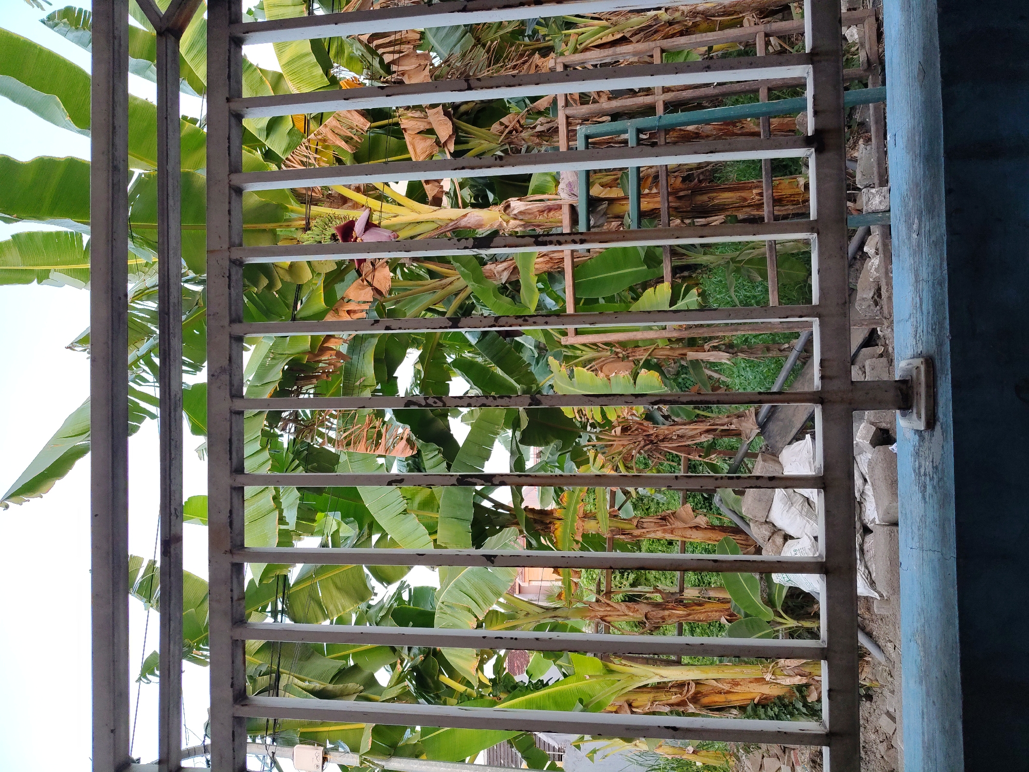 The image captures a view through a white metal fence of a banana plantation. The fence, made of vertical bars with horizontal supports, runs across the foreground, partially obscuring the scene beyond. Behind the fence, numerous banana trees with large green leaves are visible. One banana tree in the center has a developing banana flower, a dark purple bud. Some of the banana trees appear to be mature, with dried, brown leaves hanging down, while others are younger and greener.
In the background, through gaps in the foliage, a few buildings with red roofs can be discerned, suggesting a residential area. There is also evidence of construction or demolition, with piles of stones, bricks, and white bags, possibly containing cement or other building materials, scattered on the ground. A green ladder is leaning against one of the banana trees. The sky is visible in the upper portion of the image, appearing bright and possibly overcast.
The overall impression is of a somewhat untidy outdoor space, likely a backyard or a small farm within a more urbanized setting, consistent with areas within the city of Surabaya, Indonesia, where such juxtapositions of agricultural elements and residential development are common. The lighting suggests it is daytime, with soft, diffused light. There are no people or animals depicted in the image.