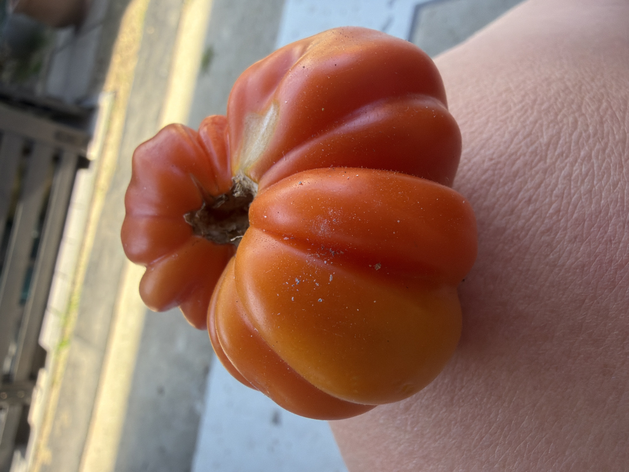 A ripe, heirloom tomato with prominent ribs and an orange-red hue rests on a person's arm or leg. The skin texture of the limb is visible, showing pores and fine lines. The tomato exhibits a slightly irregular, lobed shape, typical of some heirloom varieties, with a brown stem at the top. Small, light-colored particles, possibly dust or pollen, are scattered across the tomato's surface. The background is out of focus but suggests an outdoor setting with a paved surface and some out-of-focus structures, possibly in a garden or patio area. The lighting indicates it is daytime. There is no discernible information within the image that would allow for a specific location within Szczecin, Poland.