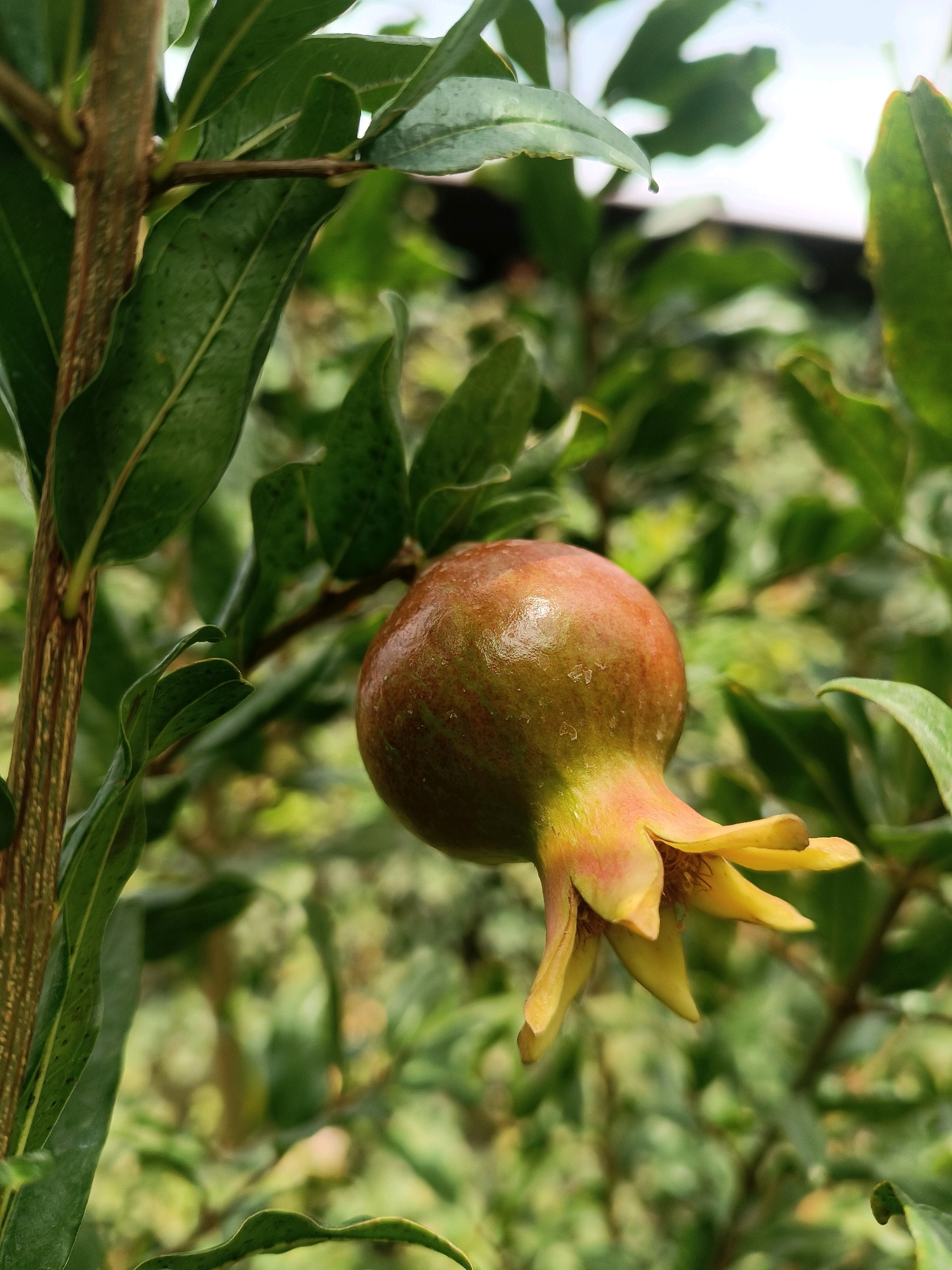 A young, greenish-red pomegranate fruit hangs from a branch amidst lush green foliage. The fruit is small and has a characteristic calyx at its base, which is tinged with yellow. The surrounding leaves are a deep green, with some showing signs of minor blemishes. The background consists of a soft blur of more green leaves and branches, suggesting an outdoor, natural setting. The scene appears to be a close-up shot, focusing on the details of the developing fruit and its immediate surroundings. The lighting suggests it is daytime, with natural light filtering through the leaves. The location is identified as Myrza-Ake, Kyrgyzstan.