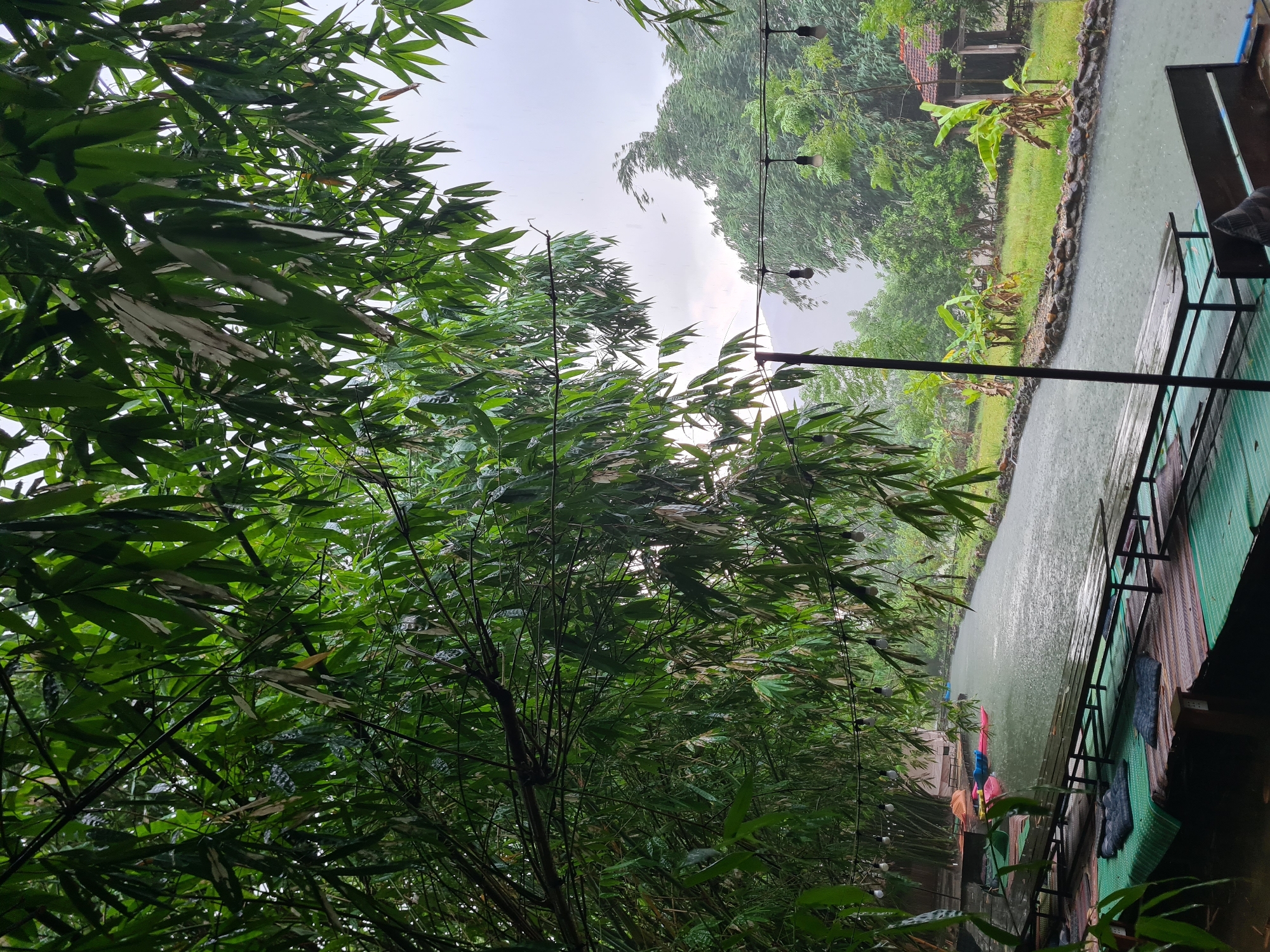 In Đà Nẵng, Vietnam, a waterside seating area experiences heavy rain under a canopy of lush bamboo foliage. The scene depicts a tranquil, natural setting that is enhanced by the soft, diffused light of an overcast sky. The bamboo leaves, wet and glistening, form a natural curtain, partially obscuring the view of the watercourse and its surroundings.
In the foreground, a wooden platform serves as a seating area, furnished with low tables and mats. The platform is wet from the rain, indicating the intensity of the downpour. A few colorful kayaks are visible on the water, suggesting recreational activities are possible in this location, though the current weather might deter them.
The watercourse itself is calm, its surface rippled by the falling rain. On the opposite bank, a verdant landscape unfolds, with banana trees and other vegetation thriving under the humid climate. A rustic building with a tiled roof sits nestled amongst the trees, adding a touch of human presence to the natural environment. String lights are strung overhead, hinting at the possibility of evening gatherings or illumination.
The overall impression is one of peacefulness and immersion in nature, even with the disruption of the rain. The scene captures the raw beauty of the tropical weather and the serene atmosphere of a secluded spot by the water.