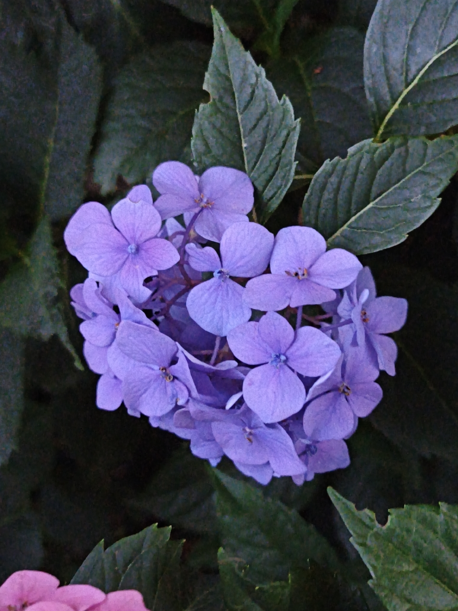 In Steblivka, Ukraine, a close-up, high-angle shot captures a cluster of lavender-colored hydrangeas against a dark, leafy background. The hydrangeas are tightly packed, with each individual flower showcasing four delicate petals and a small, darker center. Some petals are slightly curled, revealing subtle variations in their texture and shape. The surrounding leaves are a deep green, with some appearing to be slightly dried or tattered. The lighting is subdued, casting soft shadows and highlighting the soft hues of the flowers. In the lower left corner, a glimpse of a pink flower, also possibly a hydrangea, peeks into the frame, suggesting a larger floral arrangement or garden.