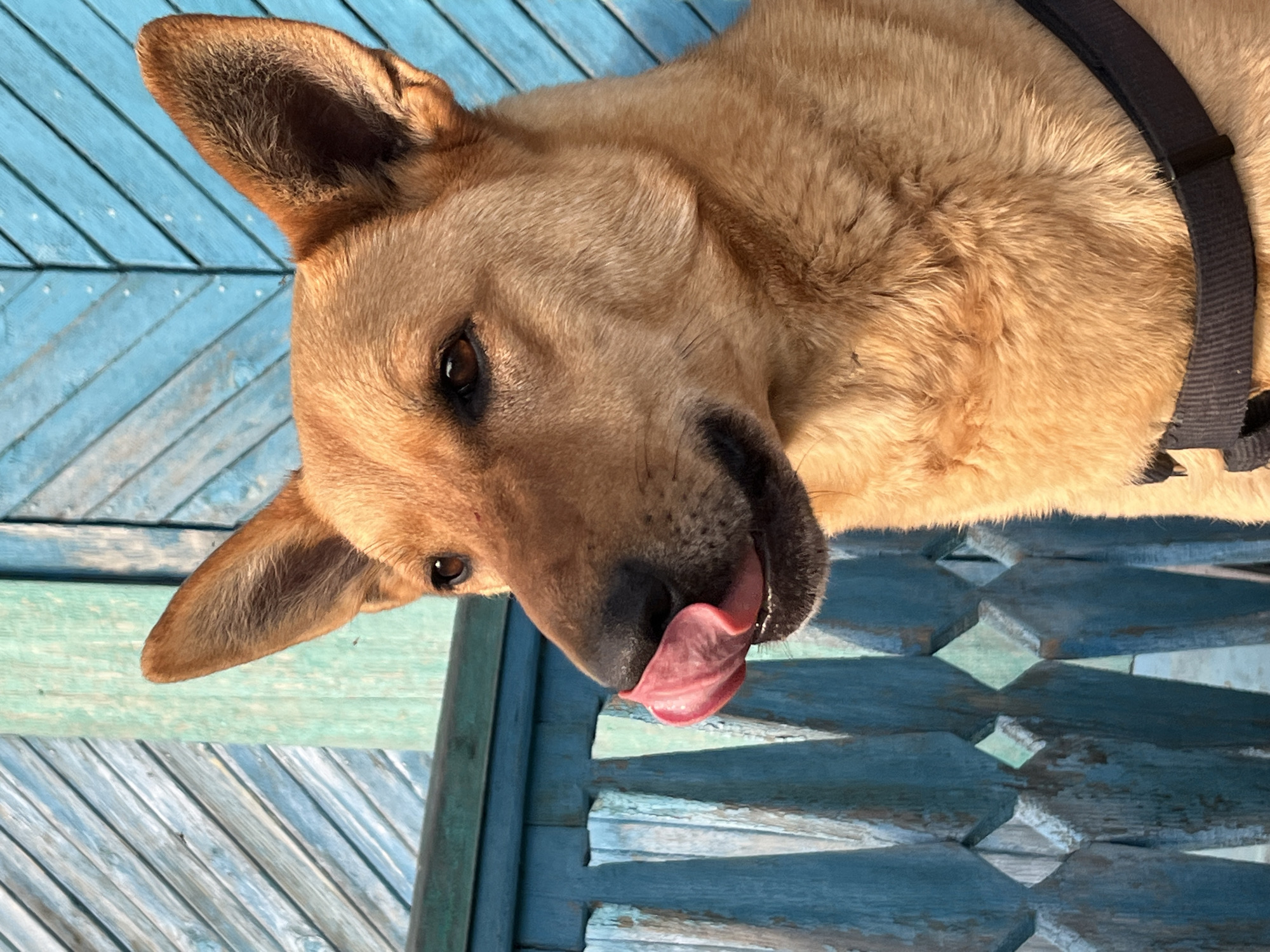 A medium-sized, tan-colored dog with pointed ears and a black harness is lying on a weathered, light-blue wooden surface. The dog is on its side, with its head tilted towards the viewer and its pink tongue extended slightly. The background appears to be a wooden structure, possibly a bench or deck, with a distressed, paint-chipped finish. The location is not mentioned in the image.