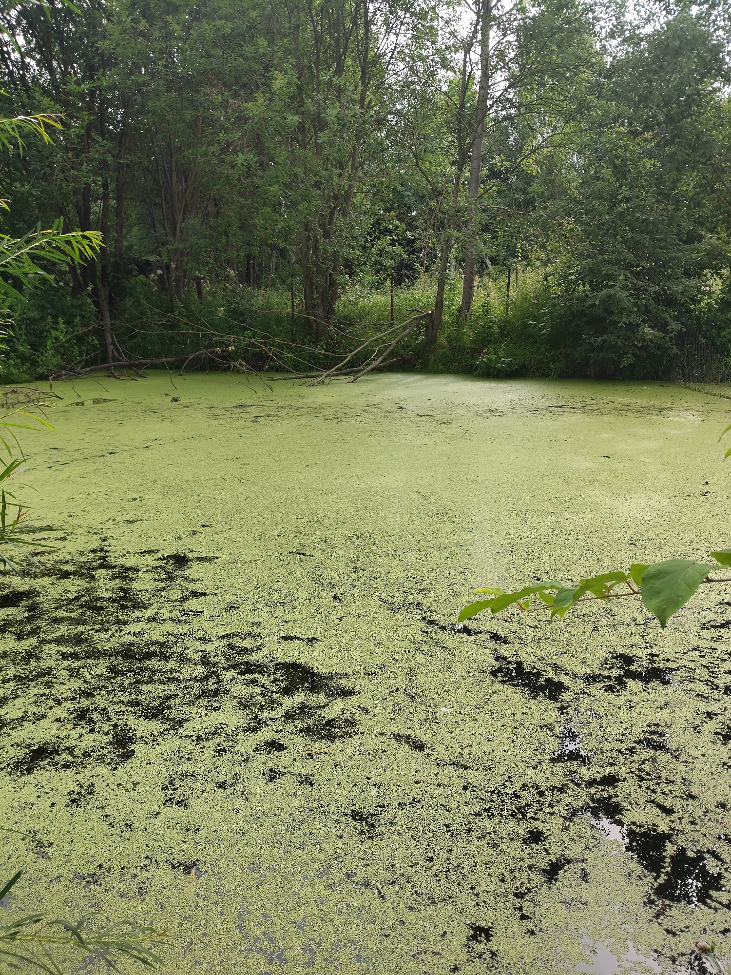 A wide shot captures a stagnant pond covered in thick green duckweed, with scattered patches of darker muck visible beneath the surface. The pond is surrounded by lush green trees and foliage, creating a dense, natural backdrop. Several fallen branches lie partially submerged in the water, adding to the overgrown, wild aesthetic. The scene appears to be located in or near the city of Venyukovo, Russia. There are no people or animals visible in the frame.