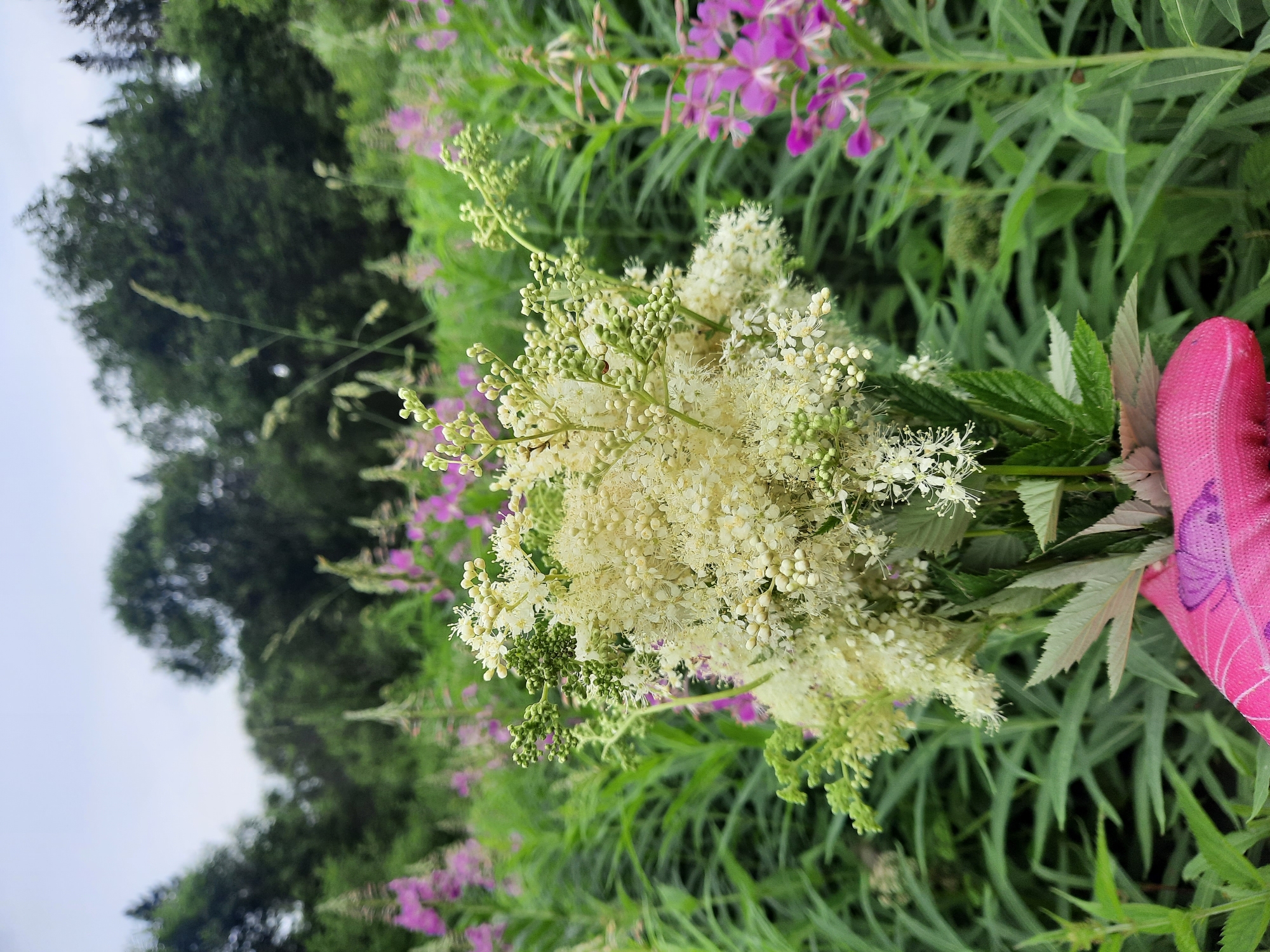 A close-up, eye-level, outdoor shot features a bouquet of white, feathery flowers held in a pink, patterned glove. The bouquet is the primary subject, positioned in the center-foreground. Behind it, a field of lush green foliage is interspersed with tall, slender plants bearing clusters of vibrant purple flowers. In the background, a dense forest of dark green trees creates a natural backdrop under an overcast sky. The scene appears to be in a natural, uncultivated area, likely a meadow or roadside, in or near Зеленогорский, Russia, given the presence of common wildflowers native to the region, such as fireweed. The lighting is diffused, suggesting a cloudy day, which softens the colors and creates a gentle overall mood.