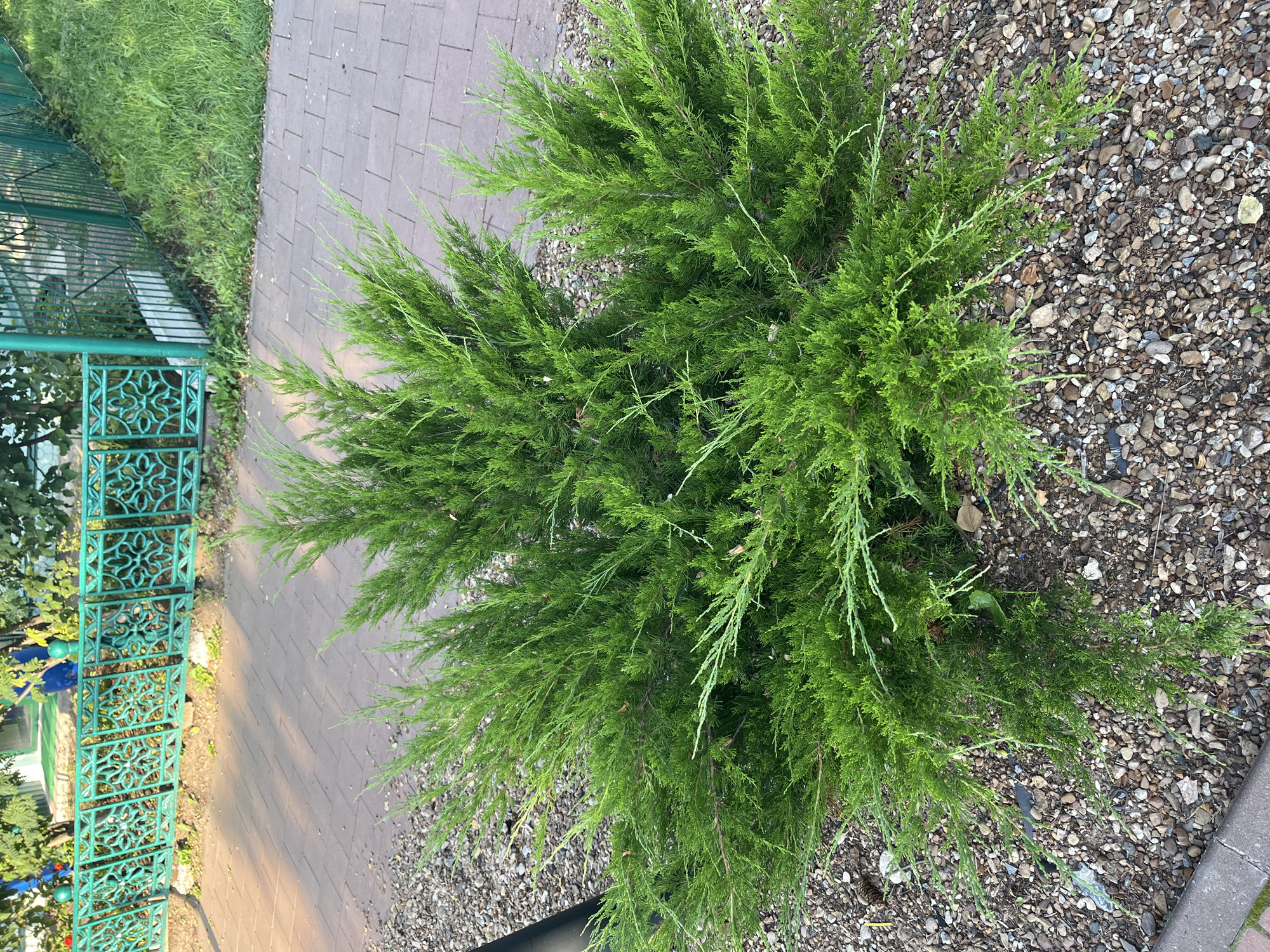 In Novye Turbasly, Russia, a dense, bright green coniferous shrub is positioned in the foreground, partially obscuring a sidewalk paved with rectangular, light-brown bricks. The shrub's branches are full and feathery, with some delicate, lighter green sprigs extending outwards. The ground surrounding the shrub is covered in a mixture of small, multicolored pebbles. In the background, a decorative, dark green metal fence with intricate scrollwork runs horizontally. Beyond the fence, a patch of green grass and the dappled sunlight filtering through trees are visible. The overall scene depicts an outdoor setting with a focus on the natural elements of the shrub and the surrounding hardscaping.