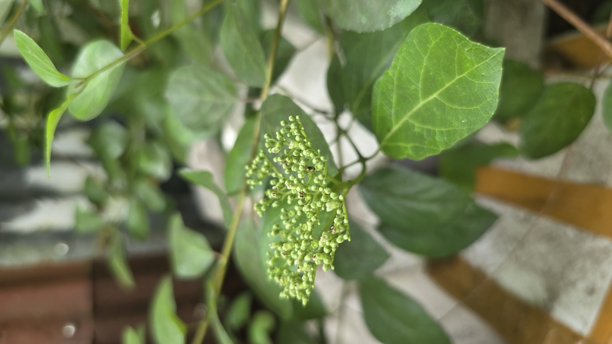 A close-up shot shows a plant with green leaves and clusters of small, spherical green buds. The leaves exhibit clear venation. The background is blurred and includes hints of brick and a light-colored, possibly painted, surface. The exact location within Lhokseumawe, Indonesia, cannot be determined from this image alone. There are no people visible.