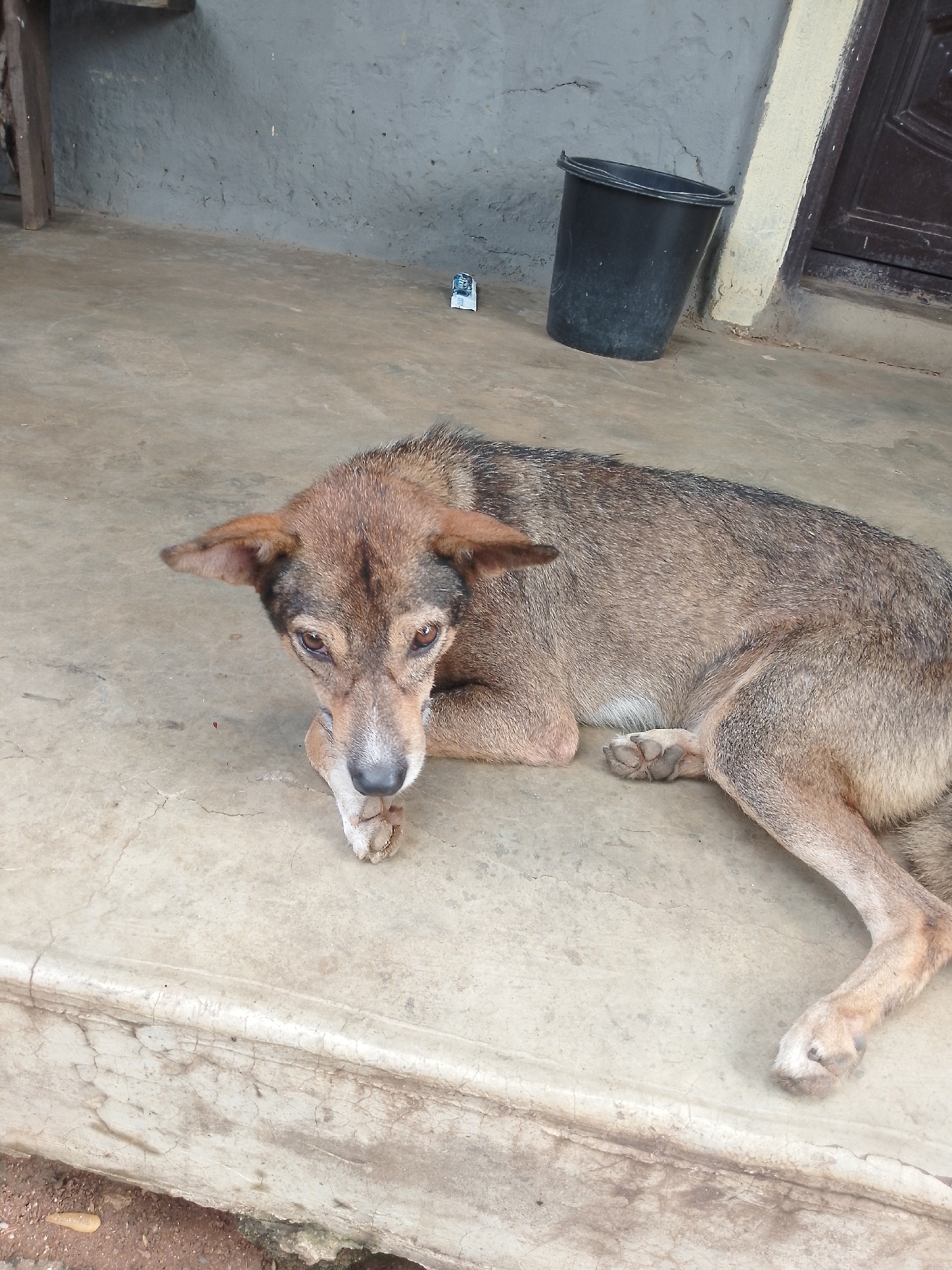 A medium-sized, tan and brown dog is lying down on a concrete surface. The dog is facing the camera with its head slightly turned to the left. Its eyes are open and it appears to be looking at the viewer. The dog's paws are resting on the ground, and one paw is extended slightly forward. The concrete surface appears to be weathered and cracked. In the background, there is a gray wall and a black bucket. There is also a small, white object on the ground to the left of the bucket, which appears to be a discarded wrapper. The overall scene suggests an outdoor setting, possibly in a less maintained area of a city. The specific location in Serti, Nigeria, is not visually evident from the image, but the general context points to an urban or semi-urban environment.