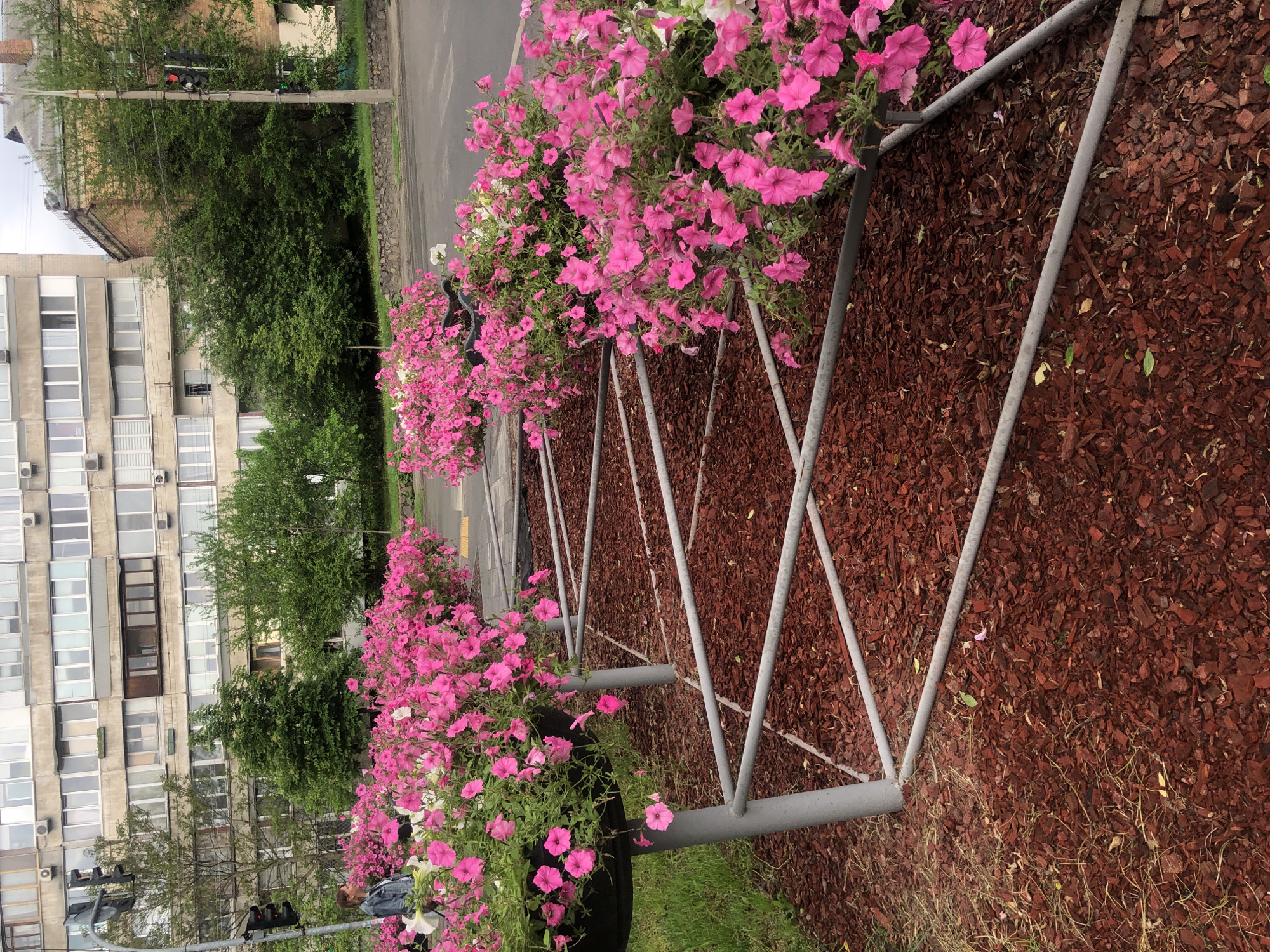 The image depicts a street scene in Kyiv, Ukraine, featuring a row of flower planters filled with pink petunias lining a sidewalk. The planters are supported by a grey metal frame with triangular supports. The ground around the planters is covered with reddish-brown mulch. In the background, there's a multi-story building with numerous windows and some visible greenery, including trees. Across the street, there's a traffic light and additional greenery. The weather appears overcast. The flowers are the most prominent feature, suggesting a deliberate effort to beautify the urban environment.
