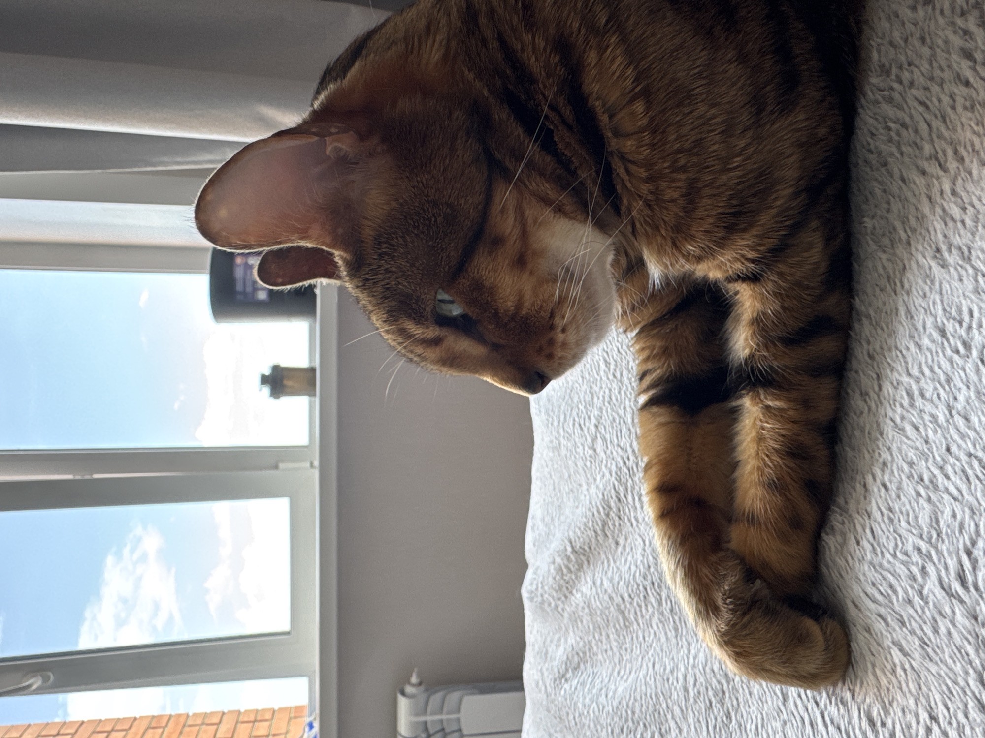 A close-up shot of a Bengal cat lying on a white, fluffy blanket. The cat is positioned in the upper right portion of the frame, with its head angled downwards. The cat's fur is a mix of brown and black stripes, with white whiskers. The cat appears to be resting or observing something. The background includes a window with a view of a blue sky with clouds. The window is located in the upper left part of the frame. In the bottom of the frame, there is a glimpse of the top of a brick building. A radiator can be seen near the bottom of the frame. The location in the city is unknown.
