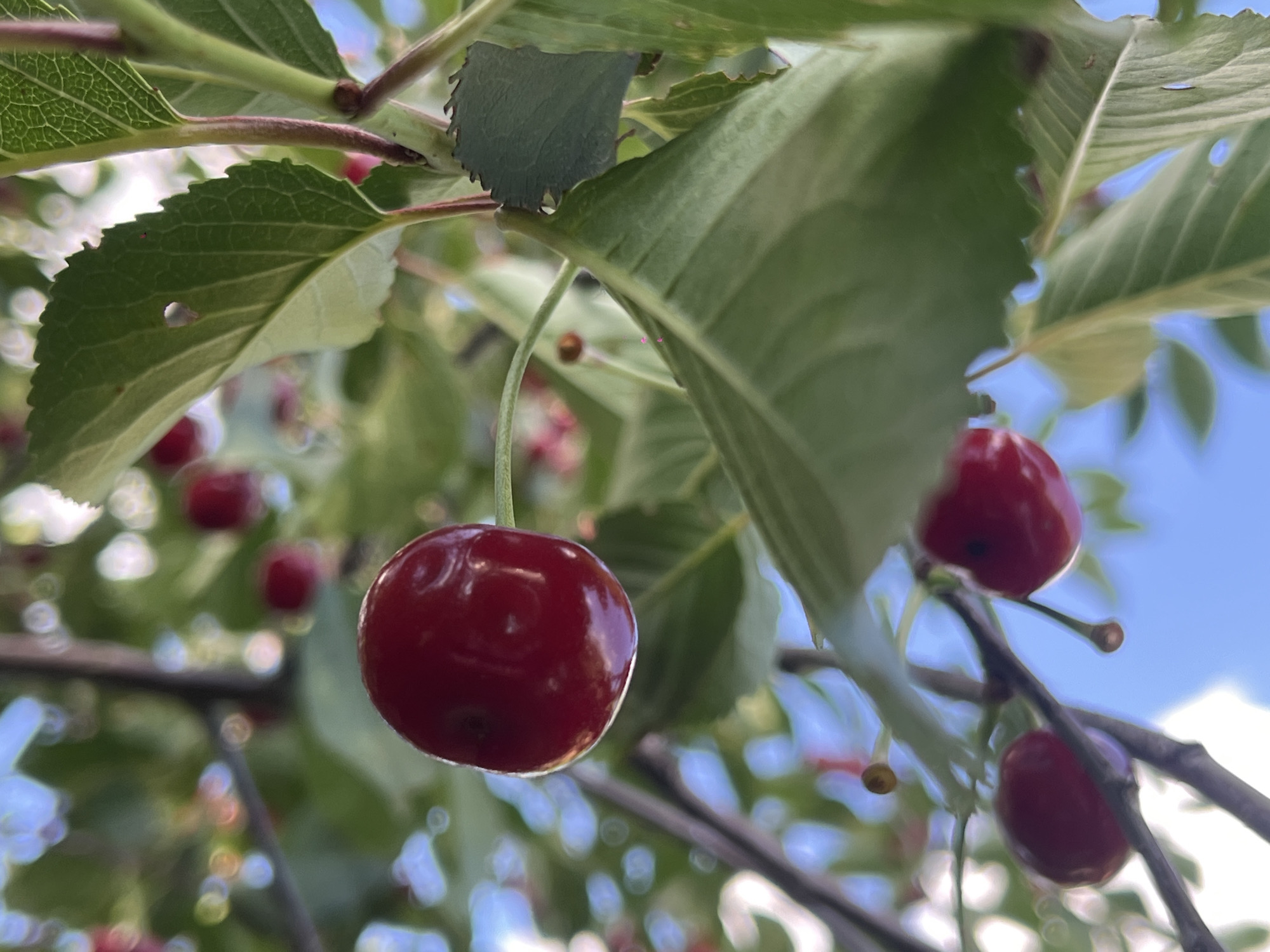 This media file is a close-up, low-angle shot of ripe cherries hanging from a tree branch. The foreground is dominated by a large, glossy red cherry, plump and perfectly round, with a slight sheen reflecting the light. Behind it, a cluster of other cherries are visible, some in sharp focus, others blurred by the shallow depth of field. Green leaves with visible veins and serrated edges surround the fruit, some with small holes suggesting insect activity. The branches are thin and woody. In the background, out-of-focus bokeh circles of light suggest a bright, possibly sunny day. The sky is a soft blue, peeking through the foliage. The scene evokes a sense of nature's bounty and the freshness of summer produce. The location is Novopokrovskaya, Russia. There is no visible text.