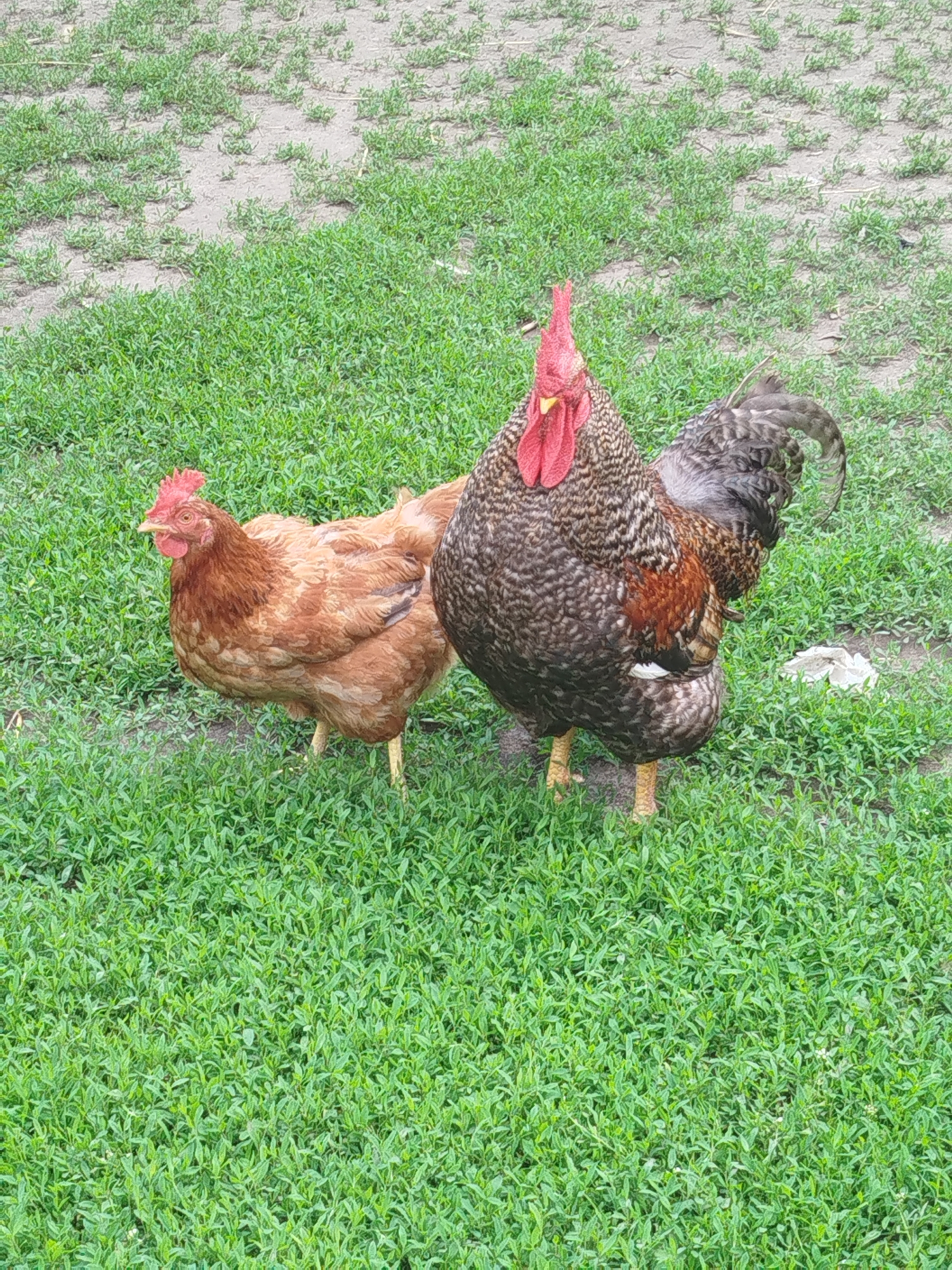 Two chickens are standing on a grassy field. One is a rooster with brown, black, and white feathers and a red comb. The other is a hen with brown feathers. The field is covered in short green grass and some patches of dirt. In the background, there is more of the field and a faint white object on the ground.