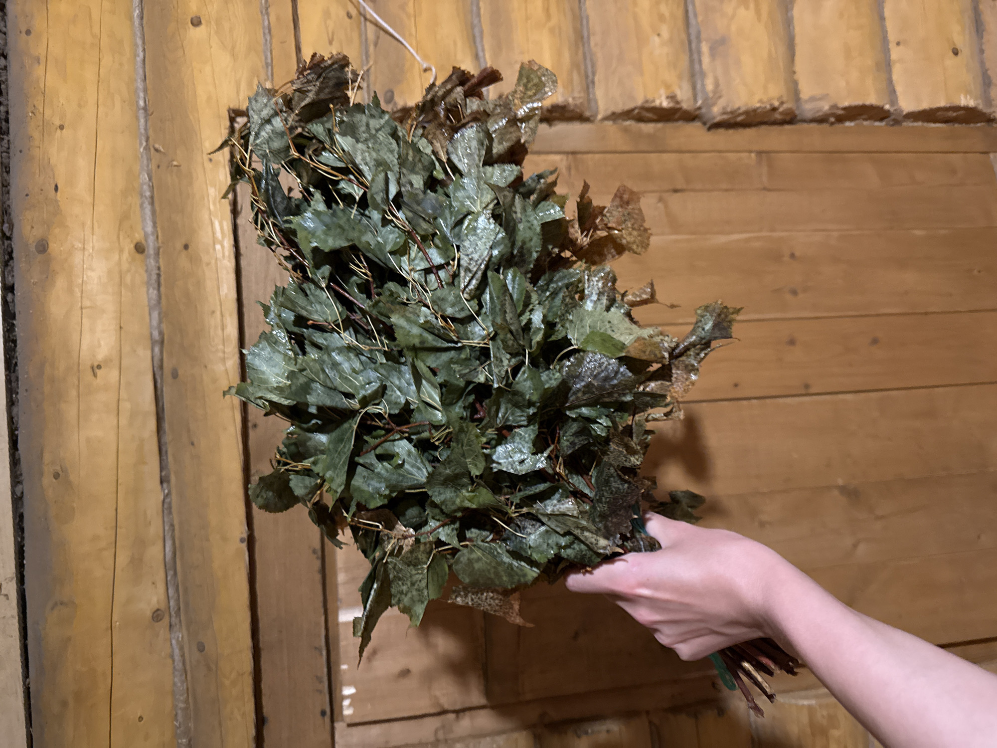 A hand is holding a bunch of birch branches with leaves, likely a venik for a banya. The branches are damp and green with some brown, dried leaves mixed in. The background consists of wooden walls, characteristic of a traditional Russian banya. The lighting is warm and somewhat dim.