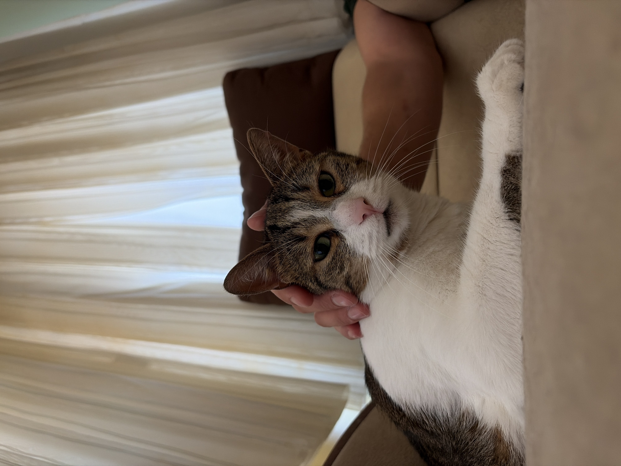 A close-up, eye-level, portrait-oriented photograph shows a tabby and white cat lying on a tan couch. The cat's head and upper body are visible, and a human hand is gently petting its head. The cat has green eyes, a pink nose, and white whiskers. The background consists of sheer cream-colored curtains and a dark brown pillow. The lighting is soft and diffused, suggesting an indoor setting. The scene is peaceful and intimate, capturing a moment of connection between the cat and its owner.