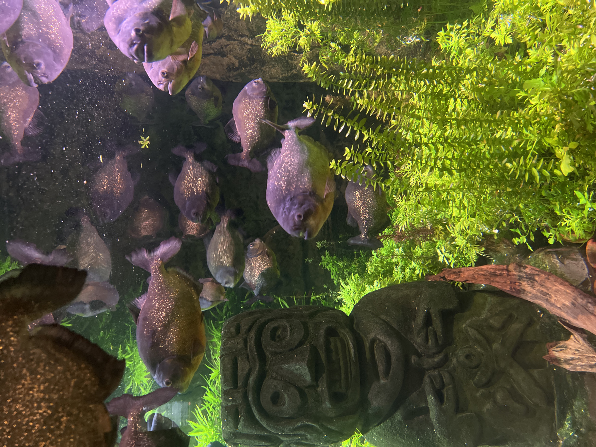 An overhead view captures a vibrant aquatic scene within an aquarium, likely a large public exhibit. The primary subjects are numerous dark-bodied fish, appearing to be Pacu or a similar piranha-like species, characterized by their deep grey to purplish scales speckled with shiny, iridescent silver markings. Many of the fish are oriented towards the top of the frame, seemingly looking upwards, while others are swimming in various directions throughout the water column.
The upper and right portions of the tank are densely populated with lush, bright green aquatic plants, resembling rooted stem plants or similar foliage, providing a natural habitat. The vibrant green contrasts with the darker water and fish.
Towards the bottom right, an ornate, dark grey or black stone carving is visible, featuring intricate patterns and possibly a stylized face or symbols. Its textured surface and design suggest an ancient or indigenous cultural aesthetic, adding to the theme of the underwater landscape. Adjacent to the carving, a piece of natural driftwood or submerged log is also visible, enhancing the naturalistic setting.
The lighting appears to be artificial, illuminating the scene from above, highlighting the reflective speckles on the fish and the rich green of the plants. There is no visible text or specific location cues within the image itself to confirm the Dubai, United Arab Emirates context, but the quality of the exhibit suggests a professional and well-maintained environment. The water appears clear, with a few small particles visible, adding to the realism of the underwater environment. No human activity or identifiable people are present.