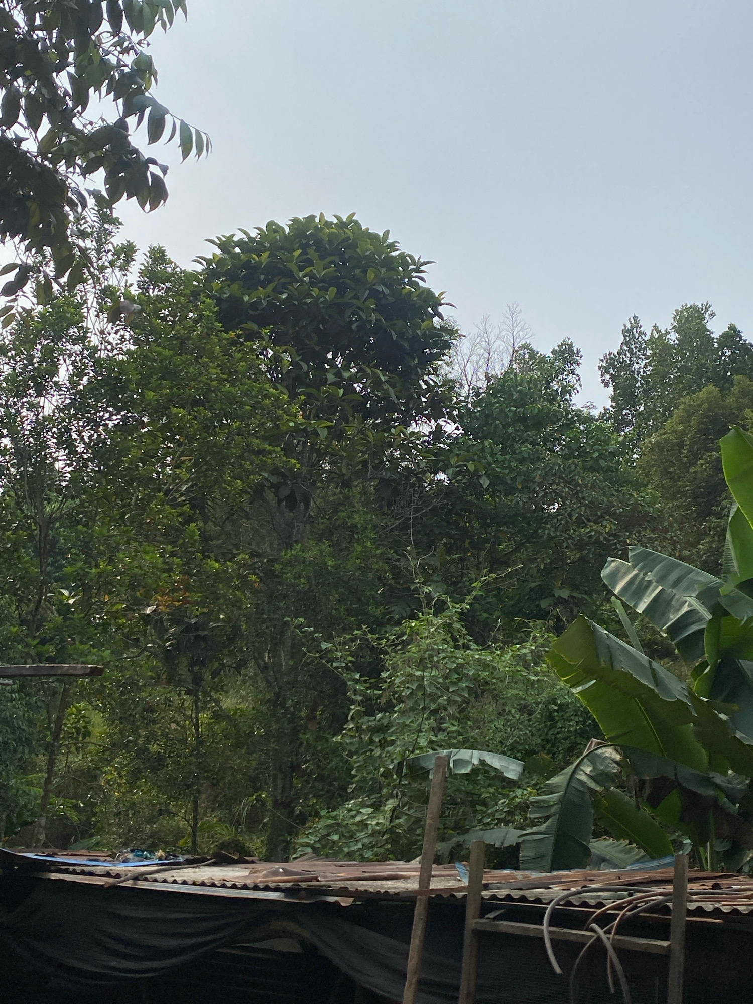 The image displays a natural environment with dense foliage and a cloudy sky. In the foreground, there is a corrugated metal roof structure, partially covered with dark fabric. Various pieces of debris, including what appears to be fabric and wooden poles, are scattered on the roof. Beyond the roof, lush green trees and vegetation dominate the scene, with some banana leaves visible on the right side. The sky above is overcast, suggesting a cloudy day. The overall impression is one of a somewhat overgrown, possibly rural or semi-urban, outdoor setting.