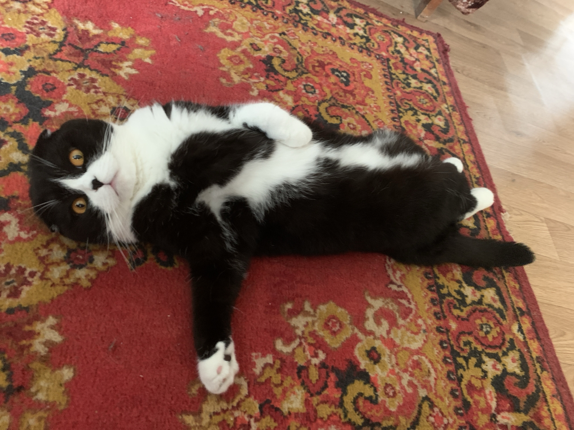 A black and white Scottish Fold cat with orange eyes lies on its back on a red rug with a floral pattern. The cat is positioned in the center of the frame, with its paws extended. Its head is tilted slightly upwards, and its mouth is slightly open. The rug is worn in places, and there is a wooden floor visible beneath it. The image appears to be taken indoors, possibly in a home. There is no information available about the location being Panteleevka, Russia, or any specific details about people, actions, or interactions.