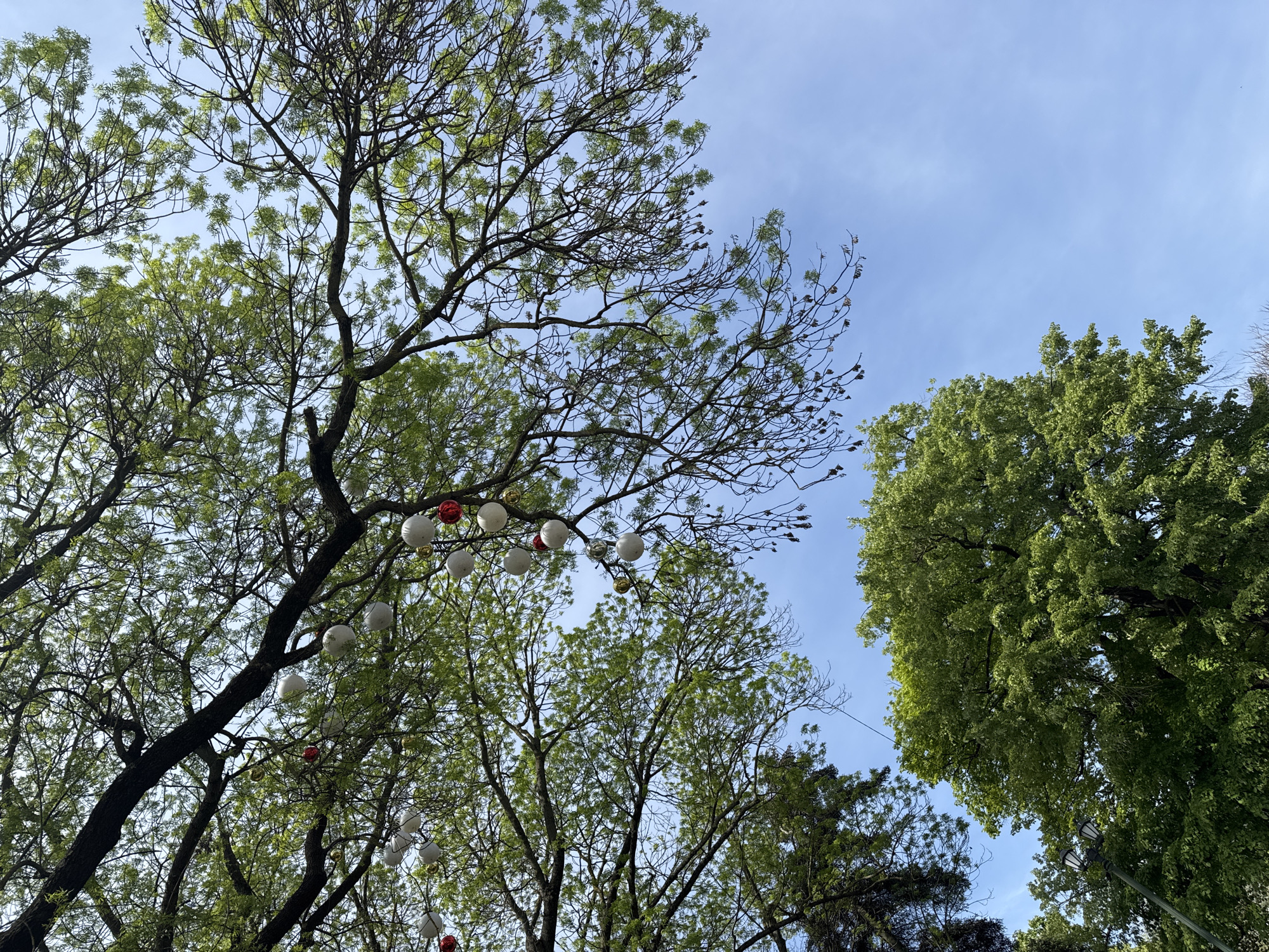The image shows a low-angle view of trees against a blue sky, likely taken in the city of Dobrich, Bulgaria. Several trees are in the foreground, some with sparse green leaves, while others have denser foliage. A string of decorative orbs in white, red, and gold colors hangs between the branches of one of the trees. The sky is a clear blue with faint wisps of clouds.