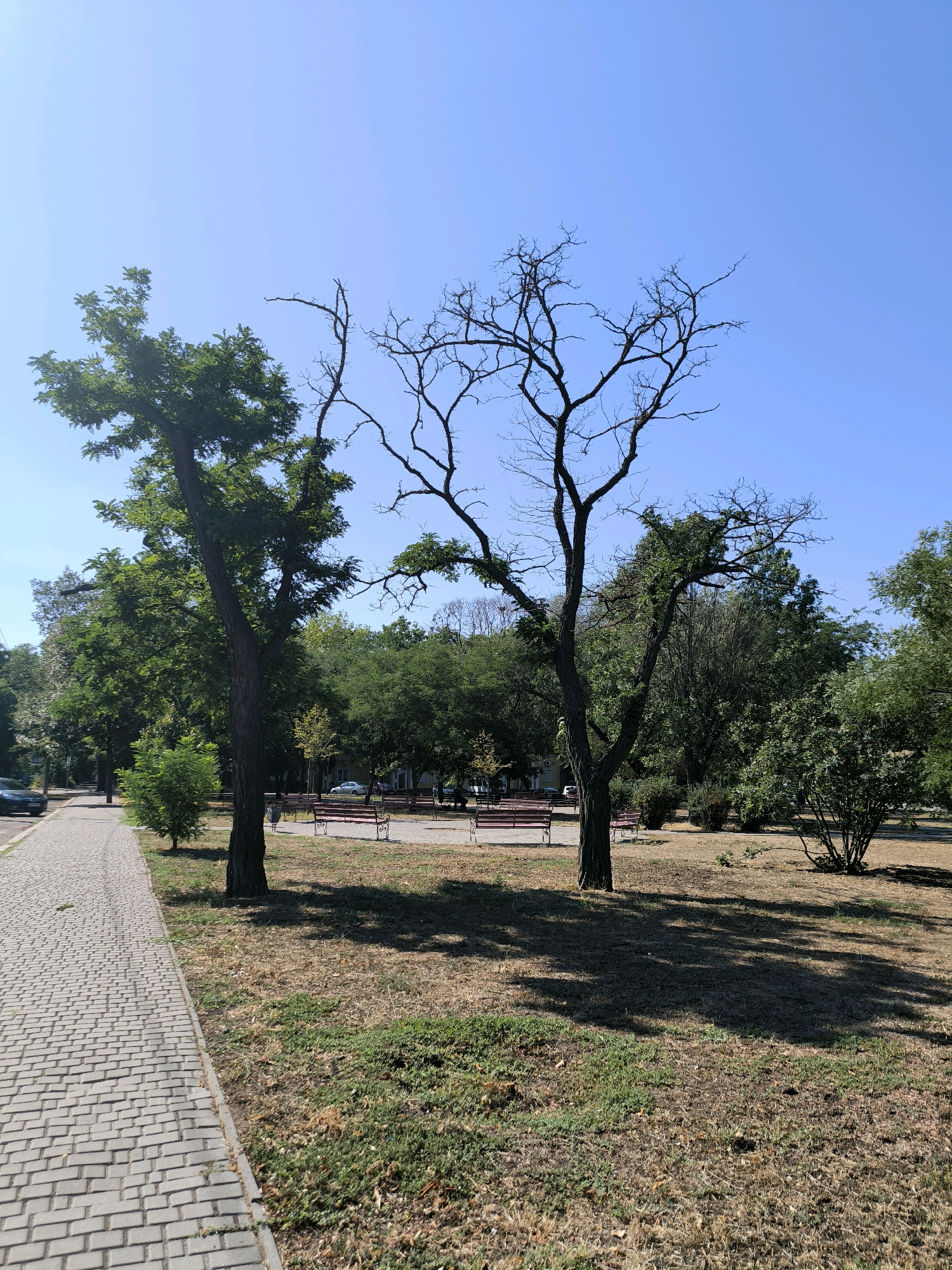 The image depicts a park area with a paved walkway on the left. Two trees are prominent in the foreground: a lush green tree on the left and a bare, leafless tree in the center. In the background, more trees, benches, and a street with cars are visible. The sky is clear and blue. The scene appears to be a public park in Mykolaiv, Ukraine, possibly during the daytime on a sunny day.