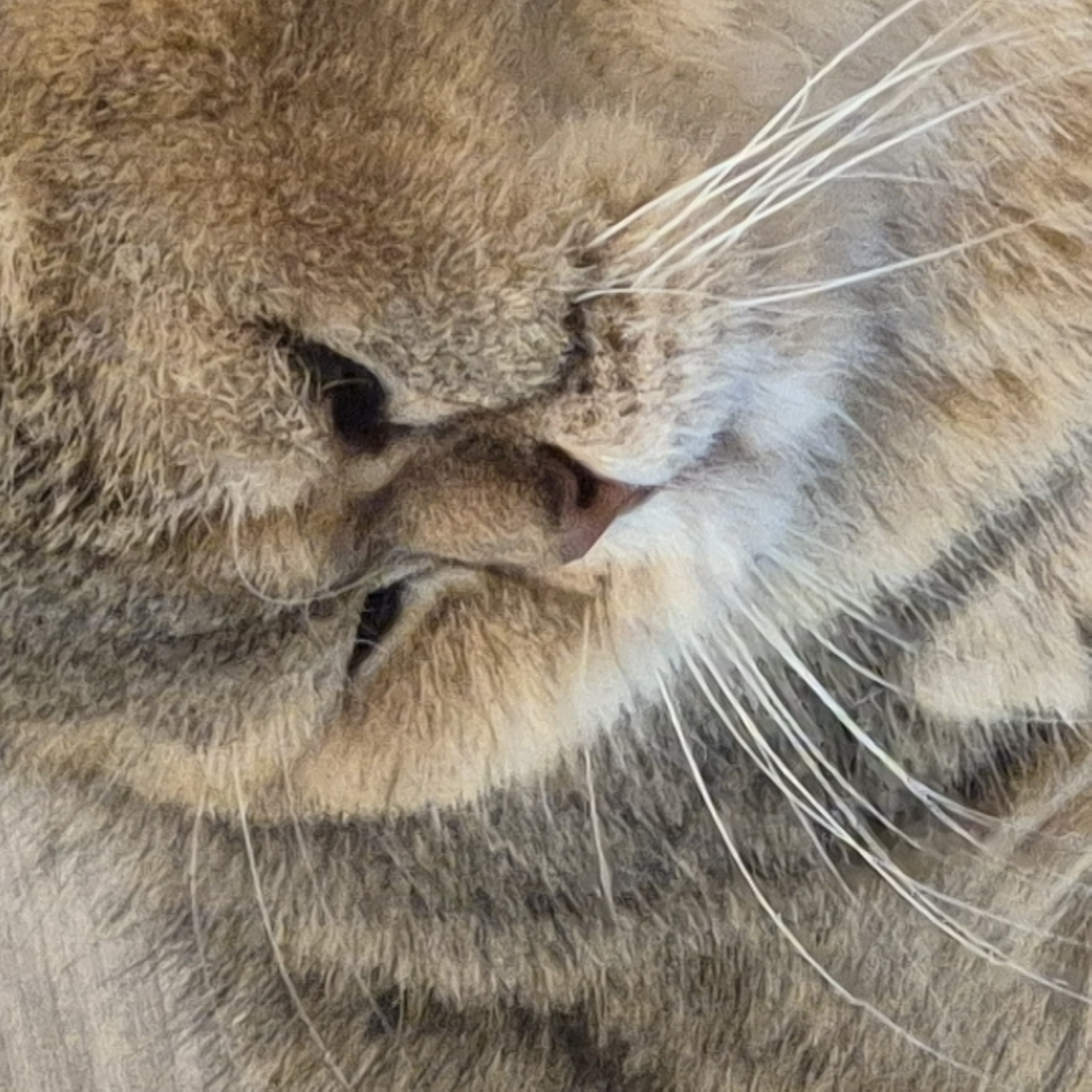 A very close-up, high-resolution shot focuses on the face of a cat, likely a tabby or golden-shaded breed, as it rests or sleeps peacefully. The cat's eyes are mostly closed, forming dark slits, and its small pinkish-brown nose is prominent in the center of the frame. Its muzzle is surrounded by abundant, long white whiskers that fan out to the right side of the image. The fur is a mix of warm brown, golden, and grey tones, displaying a dense and soft texture with visible individual hairs, particularly around the face and cheeks. Faint striped patterns, characteristic of a tabby, are discernible on the fur. The lighting is soft, highlighting the contours of the cat's face. The tight crop emphasizes the cat's facial features and fur, leaving no clear background details other than more blurred fur. The overall impression is one of calm and tranquility. This image was captured in Kemerovo, Russia.