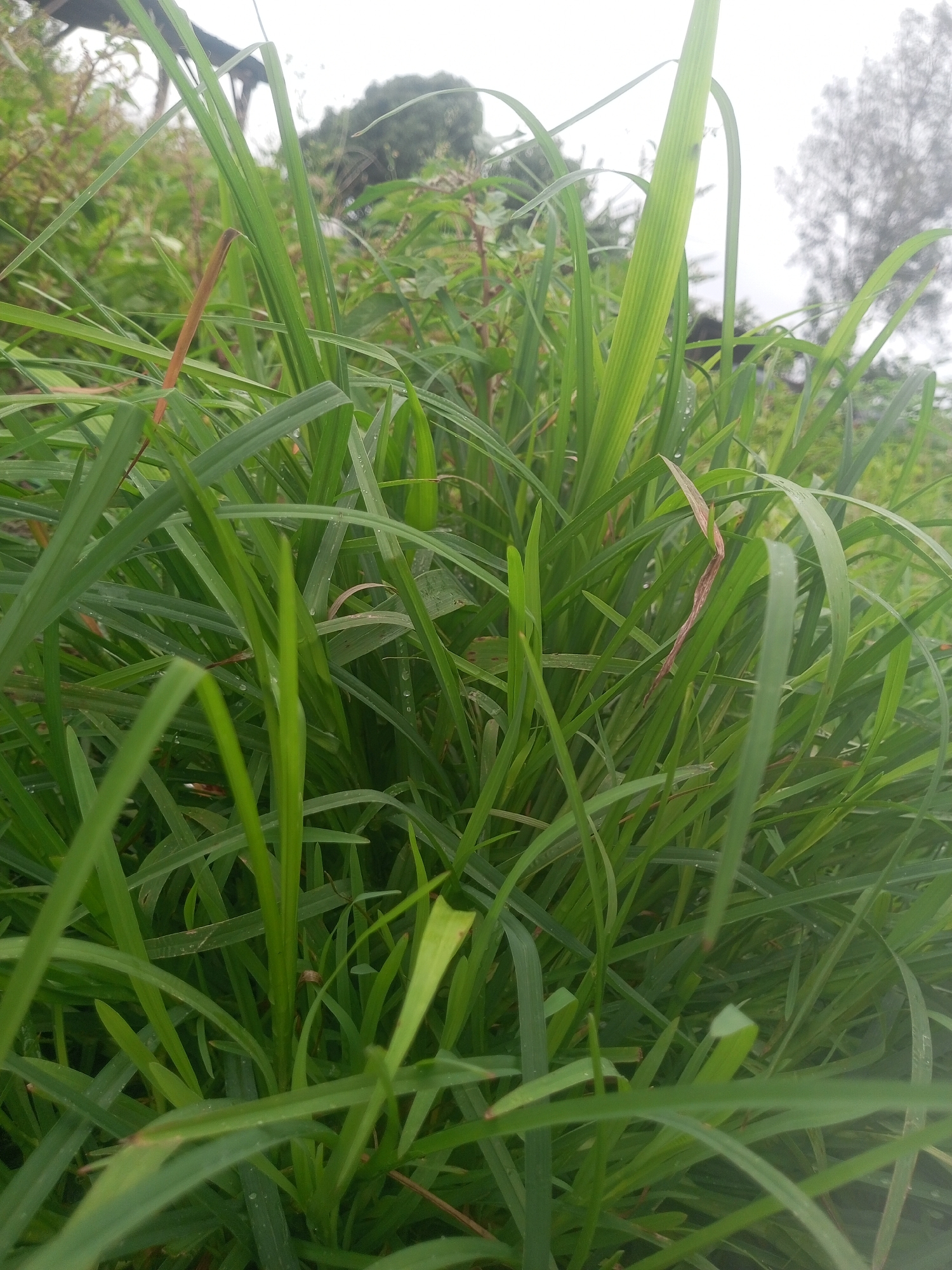 The image is a close-up shot of tall, green grass, with some blades showing brown tips, suggesting a natural, outdoor environment. The grass is densely packed and appears somewhat damp, with small water droplets visible on some blades. In the background, out of focus, are hints of trees and what appears to be a wooden structure, possibly a shelter or roof. The sky is overcast. The scene is devoid of any people or explicit signs of human activity beyond the potential man-made structure in the background. The location is described as New Stadium, Nigeria.