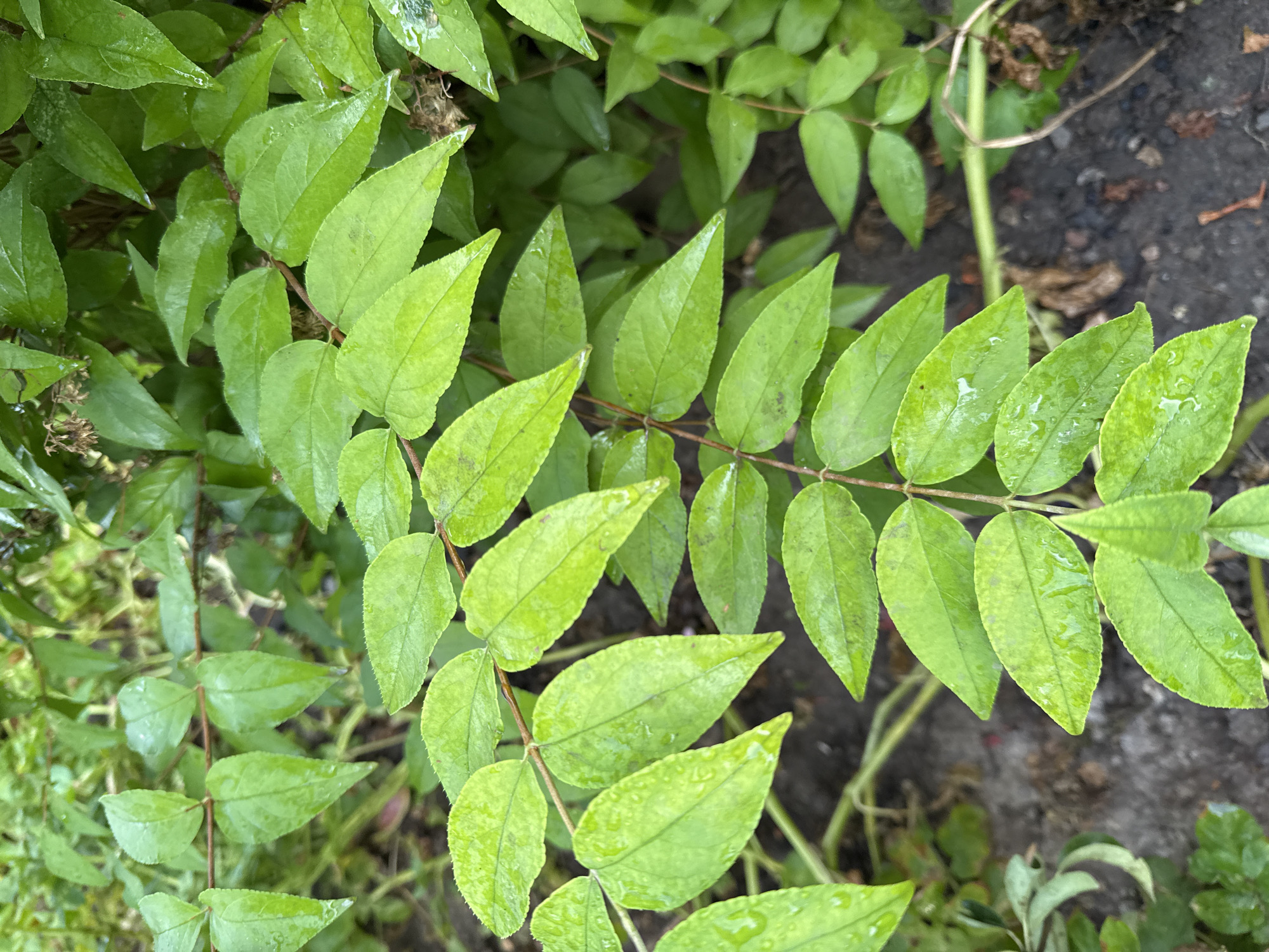 A close-up, eye-level shot captures a branch of vibrant green leaves, glistening with water droplets, against a blurred background of more foliage and dark soil. The leaves are arranged oppositely along a thin, reddish-brown stem. The scene is likely a garden or natural area in Novoshakhtinsk, Russia. No people or specific actions are depicted.