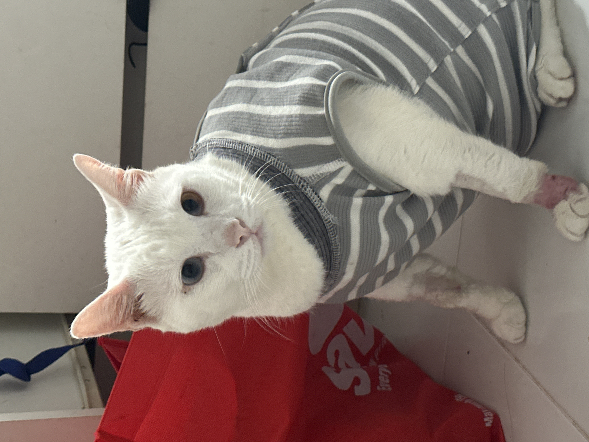 A white cat with blue eyes wearing a gray and white striped shirt is lying on a red shopping bag. The background is out of focus, but a white tile floor and white walls are visible. The location is North Jakarta, Indonesia.