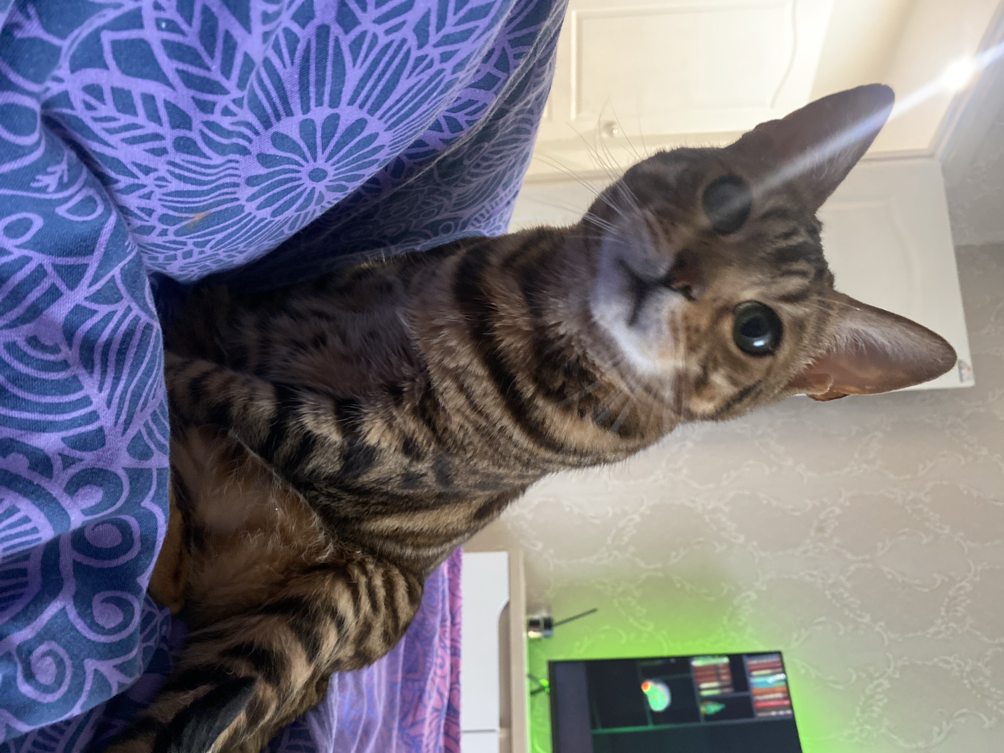 A close-up, tilted shot shows a Bengal cat emerging from under a blue and purple patterned blanket. The cat is brown with black stripes, large ears, and green eyes. The background includes a white wall with a subtle pattern, a doorway, a purple curtain, and a computer monitor with a green backlight. The location information (Chaikovsky, Russia) is not discernible from the image.