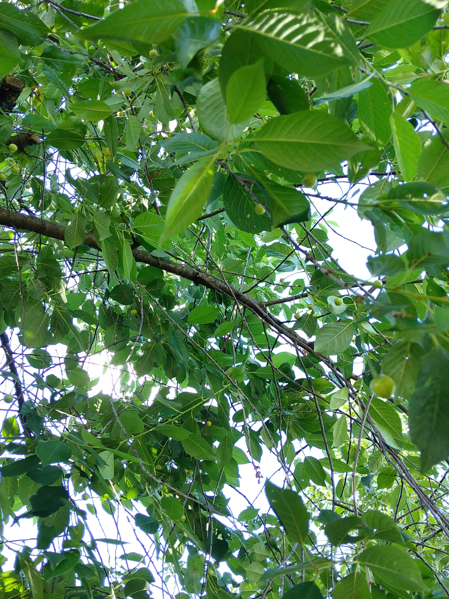 The image displays an upward view of a tree canopy filled with green leaves and branches, with glimpses of the sky through the foliage. Several small, green fruits are visible hanging from the branches. The scene appears to be a natural outdoor environment, possibly a park or garden, within the city of Ustyvytsia, Ukraine. There are no people or discernible human activity depicted.