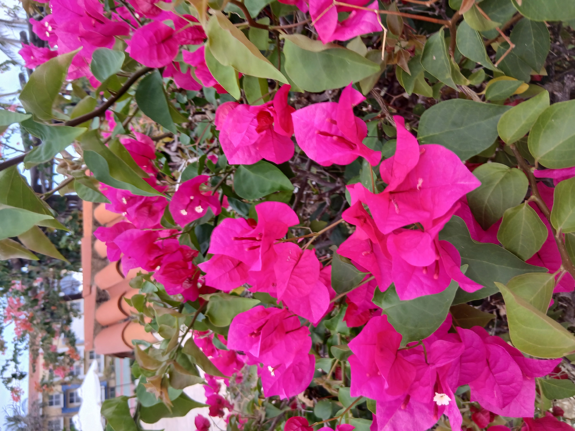 A close-up, eye-level shot focuses on a cluster of vibrant pink bougainvillea flowers and their green leaves, with branches visible. In the blurred background, a building with blue window frames and a terracotta-tiled roof is partially visible, suggesting an outdoor setting. To the left, a white umbrella is also discernible, hinting at a resort or leisure area. The overall scene evokes a warm, tropical atmosphere, characteristic of a location like Playa El Agua, Venezuela, where such flora and architecture are common.