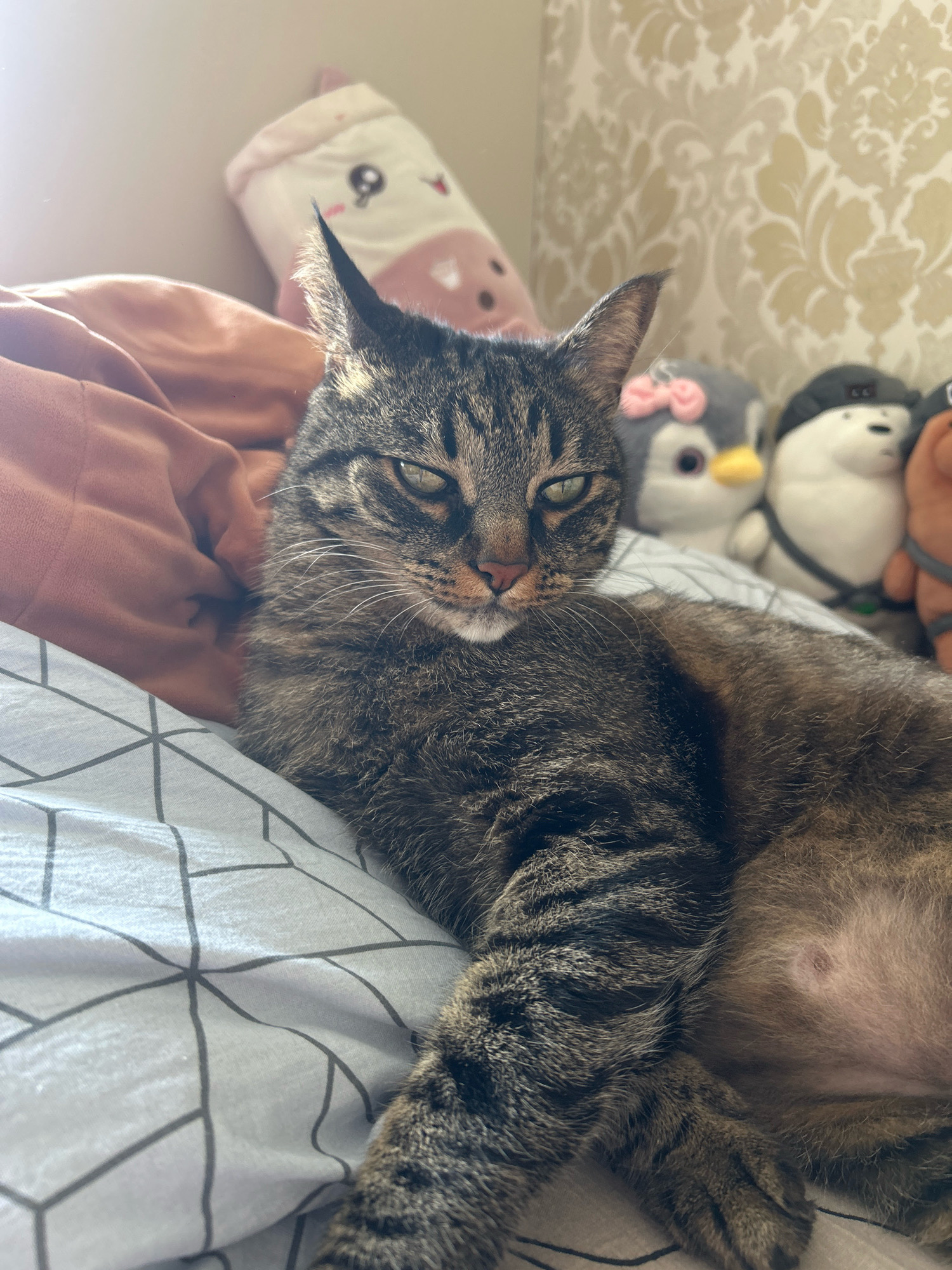 A tabby cat with green eyes lies on a bed covered with a grey and white geometric patterned sheet and an orange blanket. Several stuffed animals are visible in the background, including two penguins and two bears. The scene appears to be indoors, possibly a bedroom. The image does not provide any information about the city of Khyrdalan, Azerbaijan.