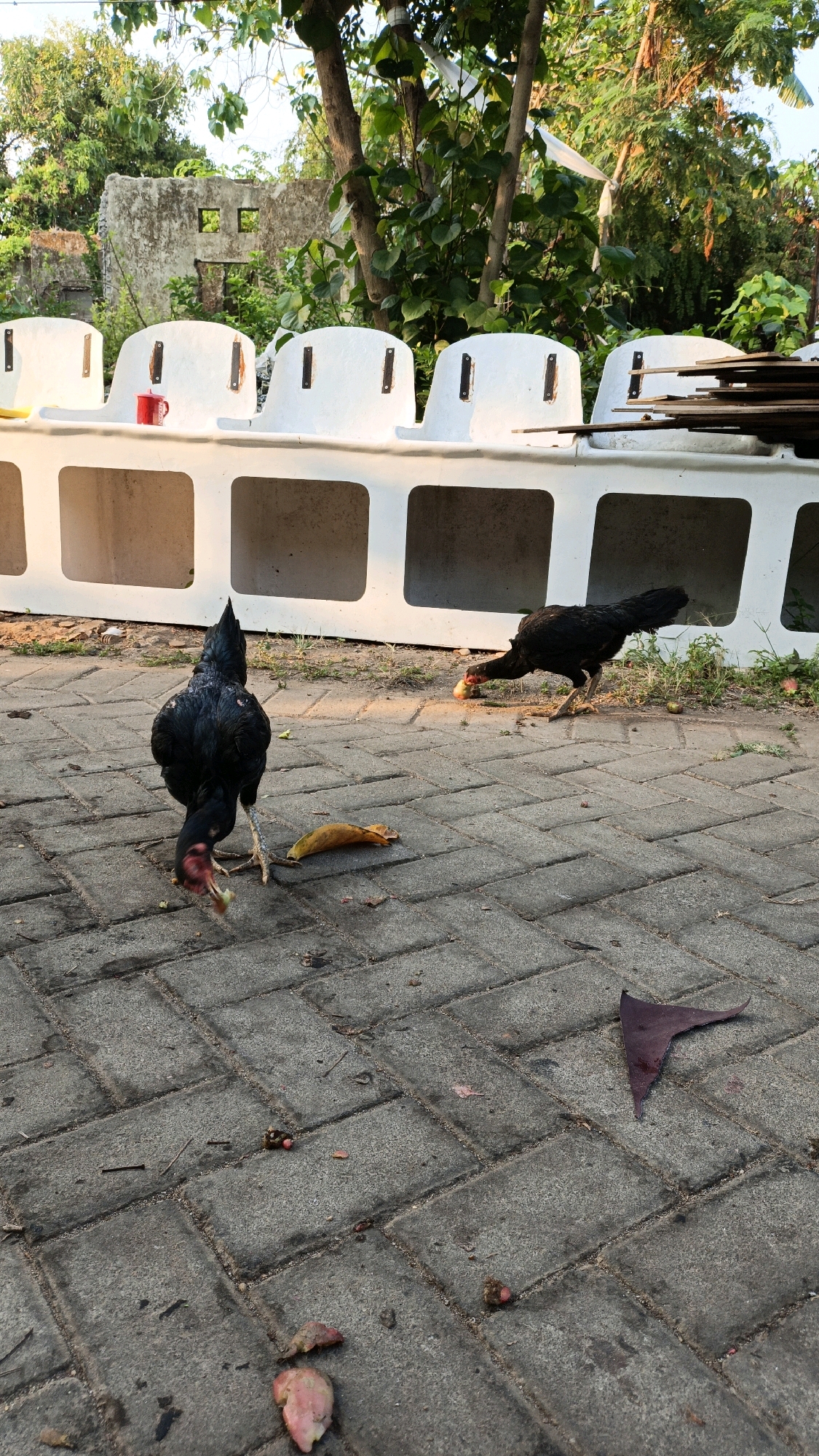 Two black chickens are foraging on a paved area in what appears to be an outdoor seating area. The chickens are pecking at food items on the ground, including a piece of banana. Behind them, there is a row of white, modular seating units with visible slots. In the background, a dilapidated stone structure with rectangular openings stands amidst overgrown vegetation. Trees with green foliage are also present. A red mug is visible on one of the seating units. The ground is paved with grey rectangular bricks arranged in a herringbone pattern, with some scattered leaves and debris. The overall environment suggests a possibly abandoned or neglected outdoor space in a tropical or subtropical region. The location is specified as Cikal, Indonesia.
