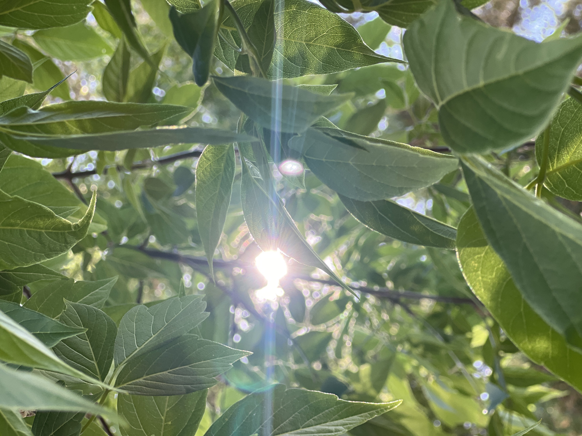 The image shows a view looking up through a canopy of green leaves toward the sun. The bright sunlight creates a lens flare effect. The background is blurred, suggesting other leaves and branches. The leaves are the primary subject, displaying detailed venation and varying shades of green. There is no indication of a specific location in Chaikovsky, Russia, or any other city, nor are there any people or actions visible.