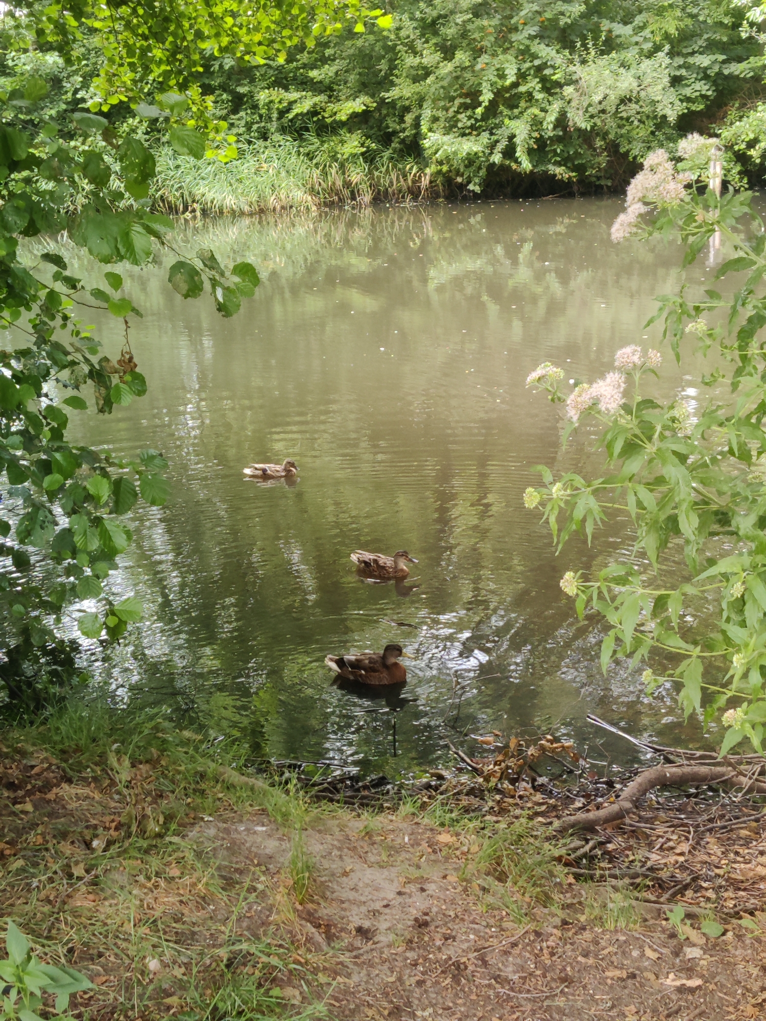 A tranquil scene unfolds on a calm body of water, possibly a pond or slow-moving canal, surrounded by lush greenery. Three ducks are visible swimming in the water. The foreground features a grassy bank with dry leaves and fallen branches, suggesting a natural, somewhat untamed environment. The water reflects the dense foliage of trees and other vegetation, creating a serene and natural ambiance. The overall impression is one of quiet, natural beauty within a park-like setting. This scene is likely located in Winterswijk, Netherlands, a region known for its picturesque countryside and natural areas.