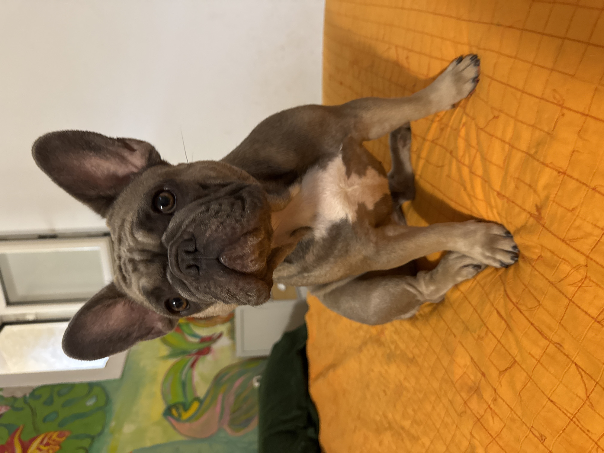 A fawn-colored French bulldog puppy lies on an orange quilted surface, possibly a bed or couch. The puppy is positioned on its back, with its head tilted to the side and its front paws extended upwards. Its ears are large and expressive, and its eyes are dark and alert. The puppy's fur is a mix of fawn and white markings, particularly on its chest. The background is slightly out of focus, but appears to be an indoor setting. To the left, there is a glimpse of a white wall and what looks like a window frame or door. Further to the left, a colorful mural featuring green foliage and abstract shapes is visible, suggesting a creative or decorative element in the room. The overall impression is of a playful and curious puppy in a home environment. The lighting suggests it could be daytime, with natural light coming from the window. There is no visible text in the image.
