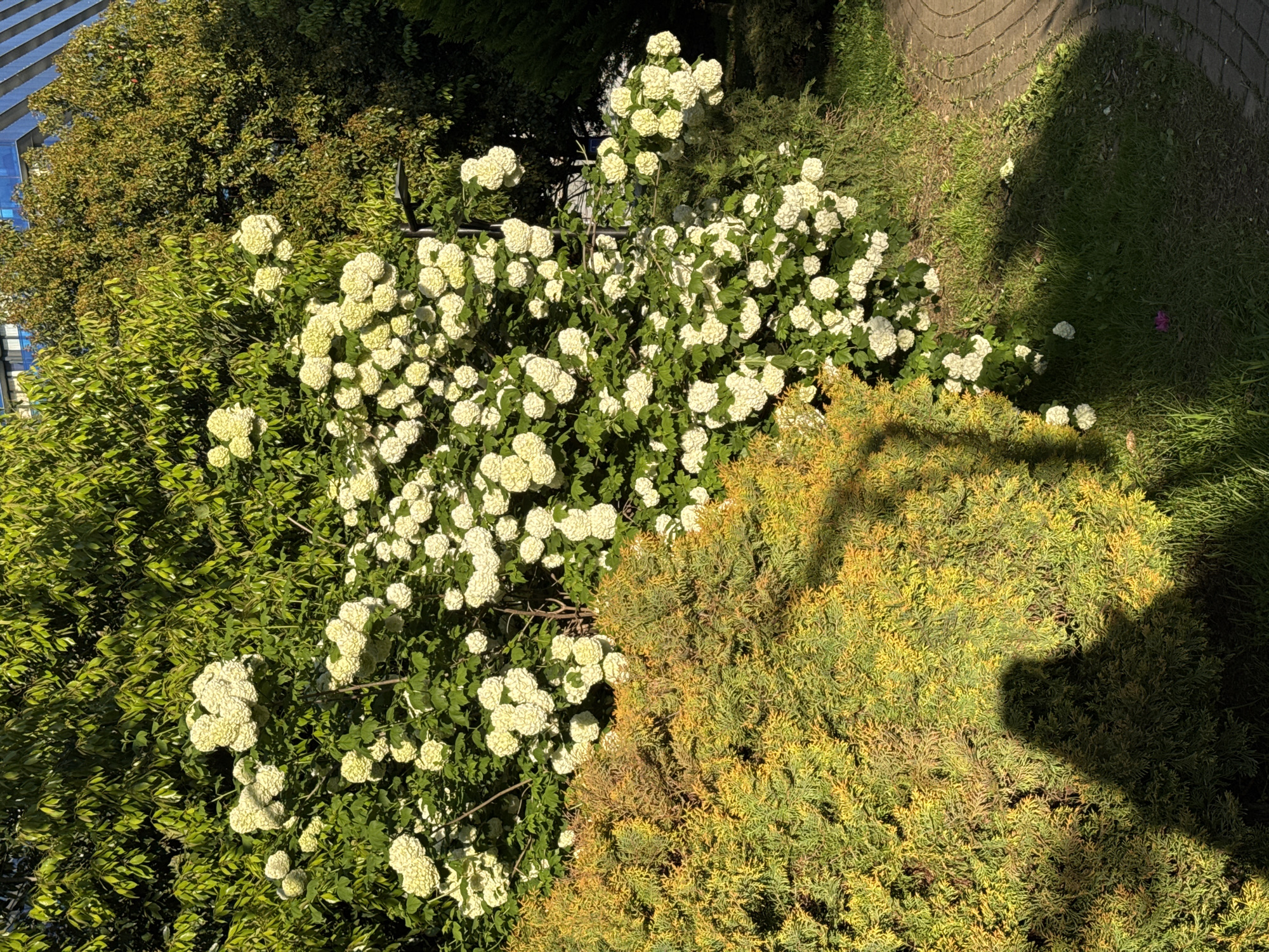 The image shows a verdant garden scene, likely in Batumi, Georgia, given the presence of subtropical flora. A large hydrangea bush, covered in white flower clusters, dominates the center of the frame. It is bordered by a dense green shrubbery on the left and a golden-hued conifer to the right. A patch of grass extends towards the upper right corner, partially shaded by an unseen object. In the background, hints of an adjacent building with blue-tinted windows can be seen, suggesting an urban location integrated with green spaces. The lighting suggests a sunny day.