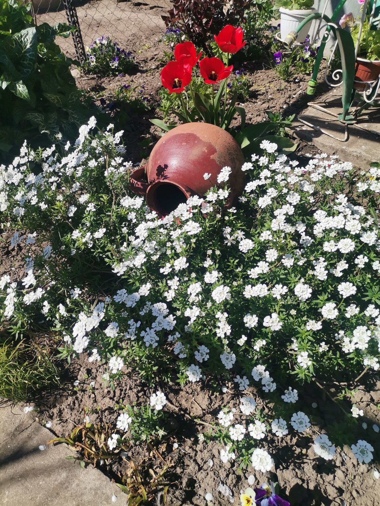 The image depicts a garden scene, likely in the city of Pobeda, Bulgaria, showcasing a variety of plants and decorative elements. A large, brown clay pot lies on its side, partially surrounded by a dense cluster of small white flowers, possibly candytuft. Behind the pot, several red tulip flowers stand upright. The ground is soil, and in the background, there are more plants, including some with purple and white flowers. A section of a chain-link fence and a green metal plant stand are also visible in the background. The scene is well-lit, suggesting it is daytime.