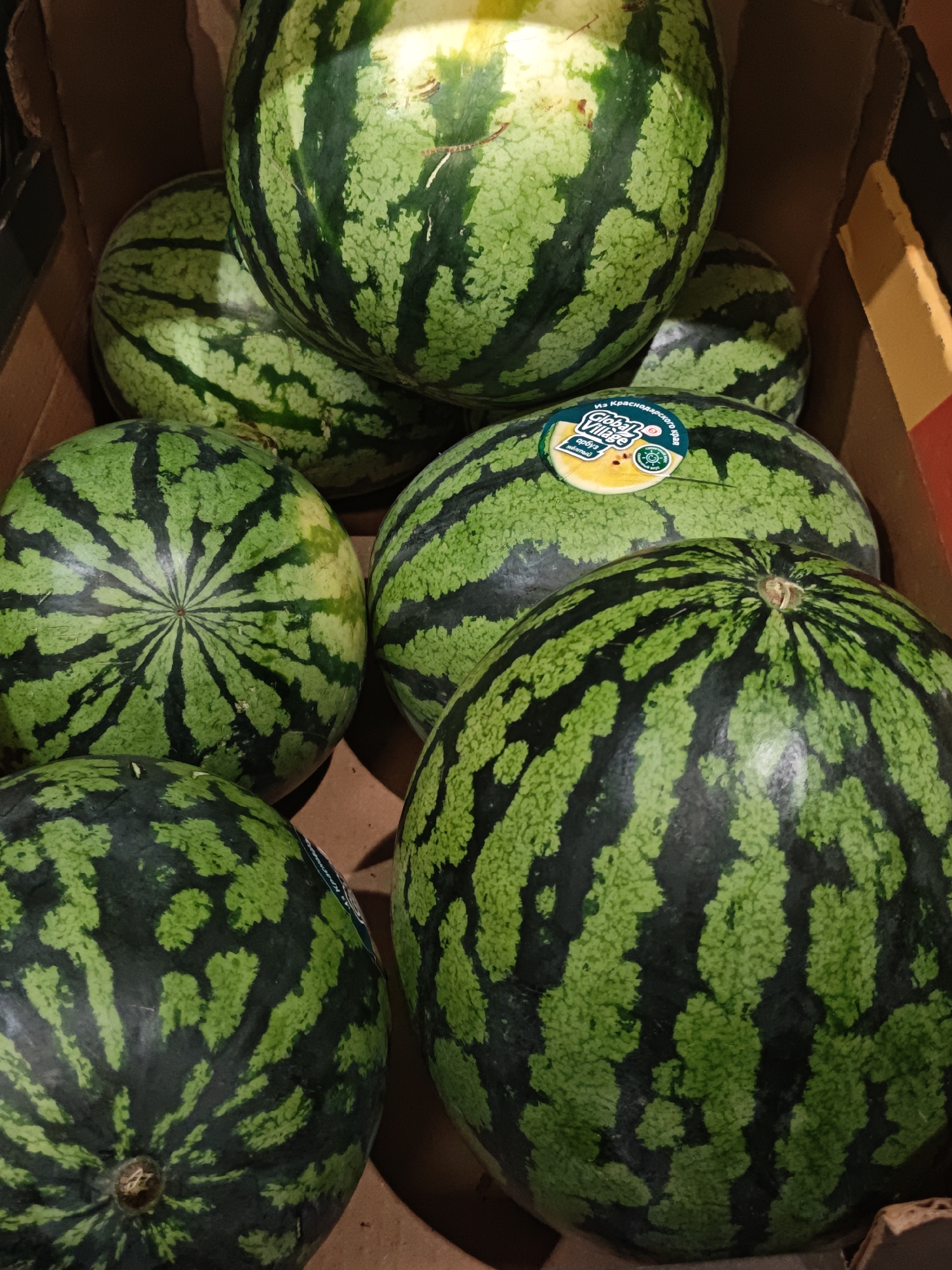 The media file shows a close-up, overhead view of several watermelons in a cardboard box. The watermelons are round and have the characteristic dark green and light green striped rind of a typical watermelon. Some of the watermelons are larger than others, and they are arranged in a packed manner within the box.
One of the watermelons in the foreground has a sticker on it. The sticker is round and yellow with blue and green text and imagery. Part of the text on the sticker is visible and appears to be in Russian. It reads "Из Краснодарского края" which translates to "From Krasnodar Krai," and below that "Global Village" is visible. There is also a smaller circular logo on the sticker, which seems to be a seal of quality.
The lighting in the image suggests it might be indoors, possibly in a store or a storage area, with a bright light source from above, creating a yellow-greenish glare on some of the watermelons. The background is the brown cardboard of the box. There are no people visible in the image. The scene is static, with no activity taking place. The focus is entirely on the arrangement and appearance of the watermelons. The context of Shcherbinka, Russia, indicates the geographical origin of the product depicted.