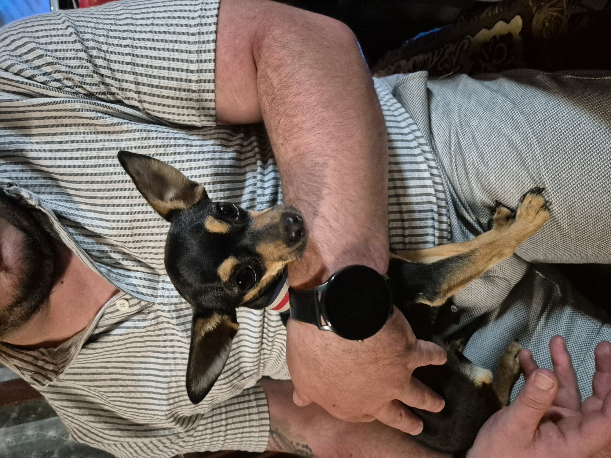 An individual is holding a small black and tan dog. The individual is wearing a striped shirt and grey pants, and a smartwatch on their left wrist. The dog is wearing a red, white, and blue collar. The background is out of focus, but appears to be an indoor setting. The image is shot from a slightly elevated angle, looking down at the dog and the individual.