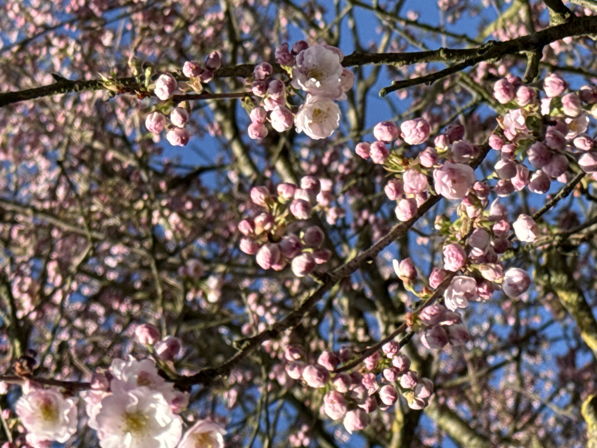 The image presents a detailed, upward-angled view of a flowering tree, likely a Prunus species, against a clear blue sky. Numerous small, spherical to ovoid flower buds, uniformly light pink in color, are densely clustered along multiple intertwined branches. Several light pink to off-white flowers are observed in various stages of bloom, with some fully open revealing multiple delicate petals and a lighter, yellowish central pistil/stamen area. The branches vary in thickness and color, ranging from dark brown to greenish-brown, and exhibit rough textures. Minor green sprouts are visible on some branches adjacent to the buds. The background consists entirely of an unblemished, vibrant blue sky, indicating a sunny daylight condition. Natural light illuminates the flora, highlighting the individual buds and the texture of the branches. No human figures, animals, or man-made structures are present in the frame. This scene is situated in the city of Esch-sur-Alzette, Luxembourg.